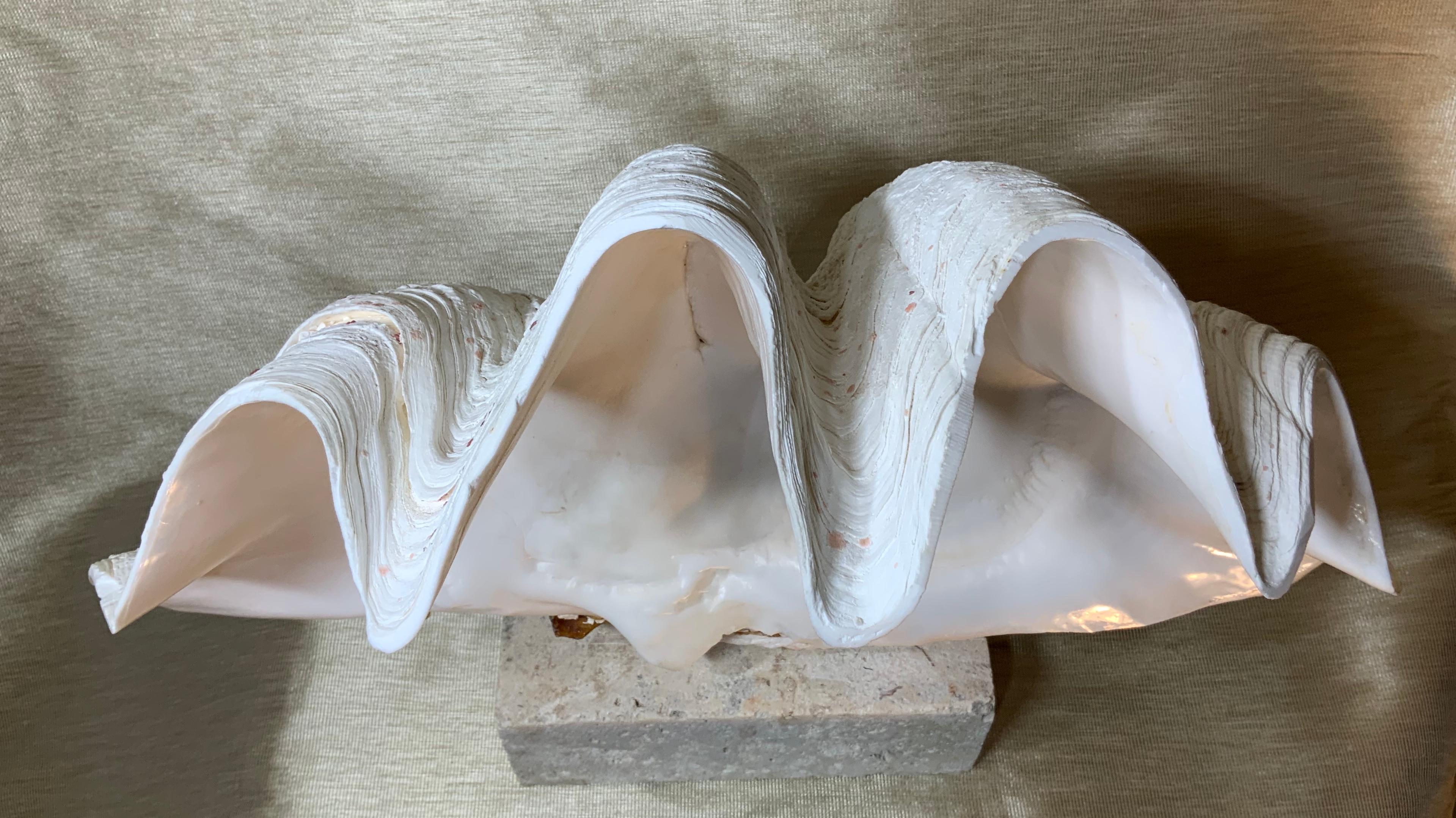 Natural Clamshell Mounted on a Natural Coral Base 7