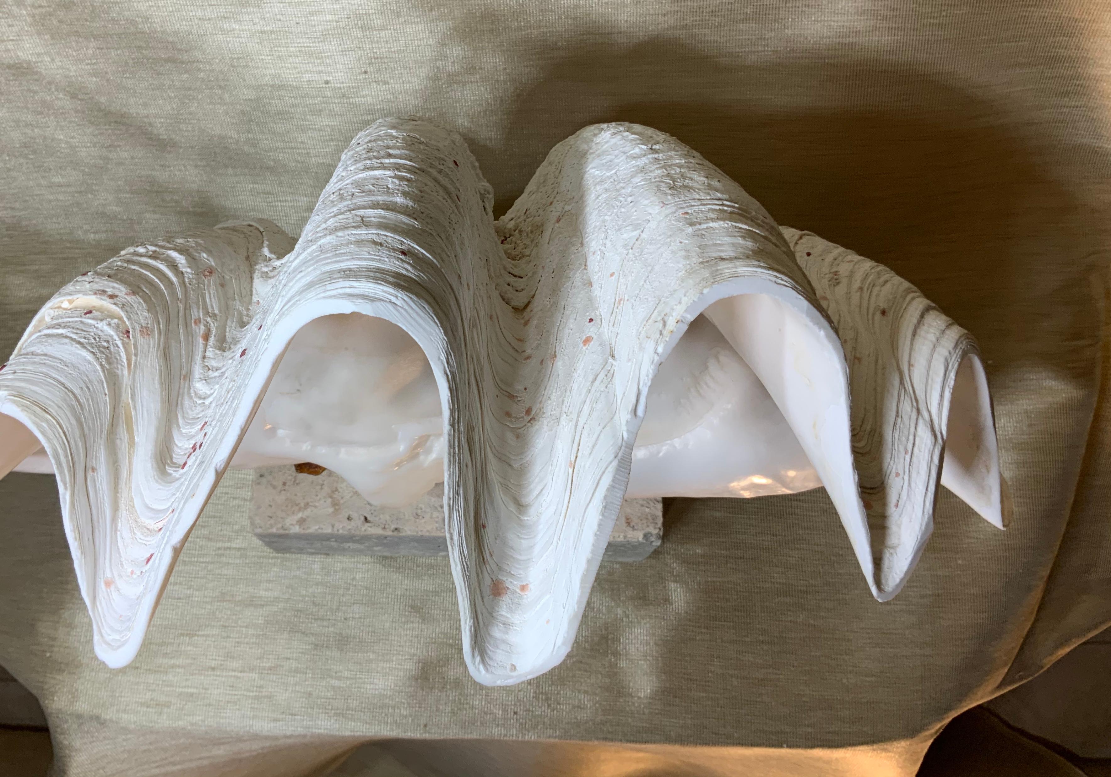 Natural Clamshell Mounted on a Natural Coral Base 8