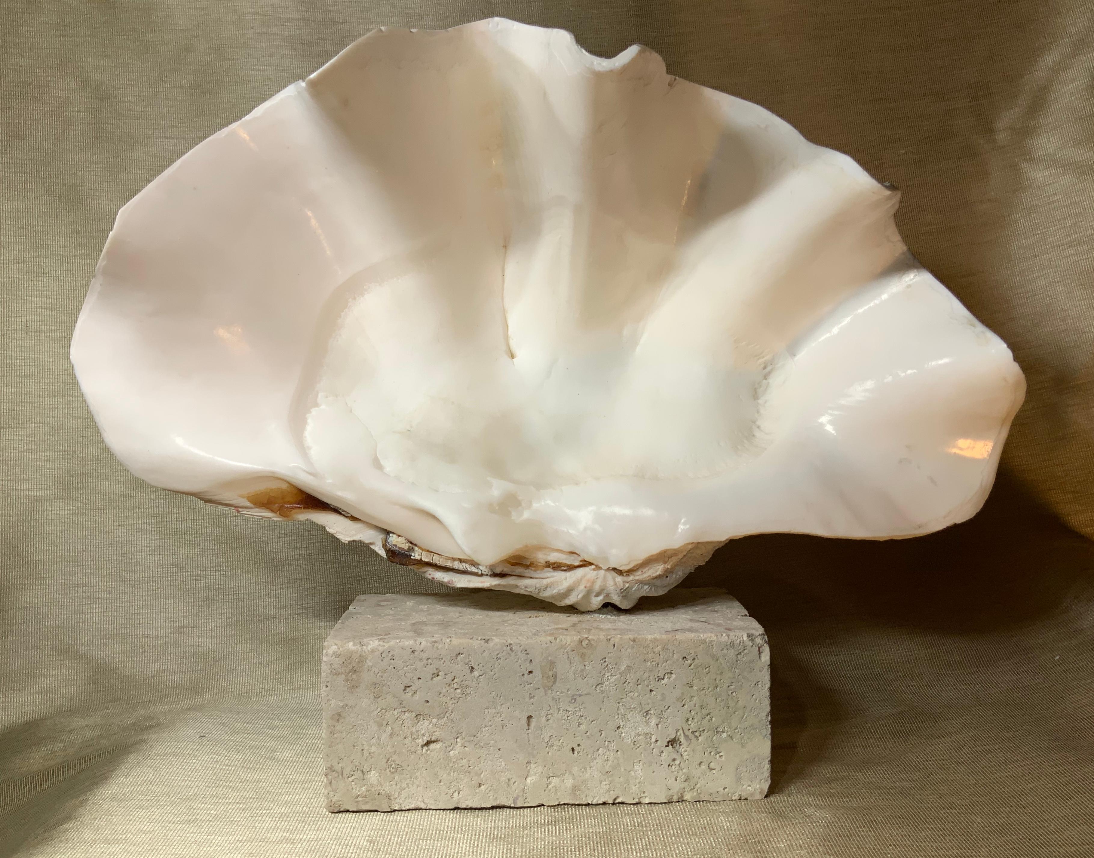 Natural Clamshell Mounted on a Natural Coral Base 10