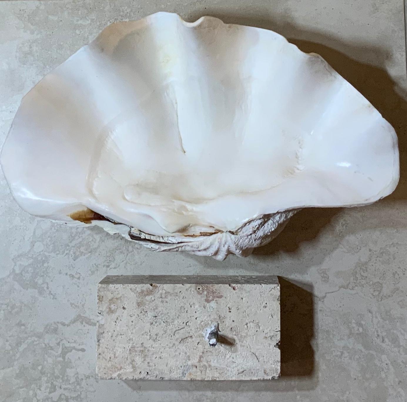 Natural Clamshell Mounted on a Natural Coral Base 11