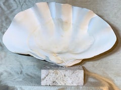 Natural Clamshell Mounted on a Natural Coral Base