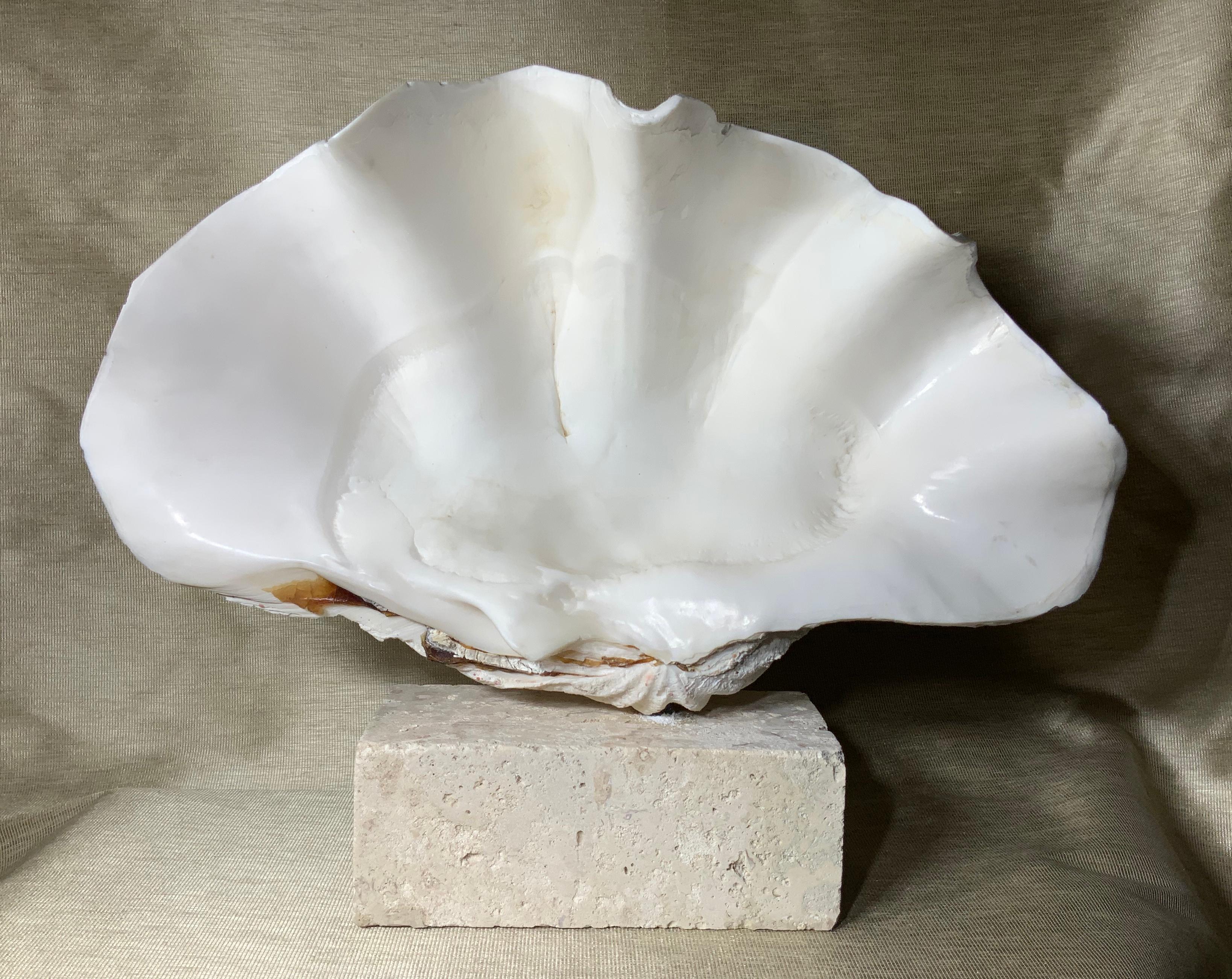Beautiful natural clamshell with cream color patina professionally clean and mounted on original natural coral base.
Great natural object of art for display.