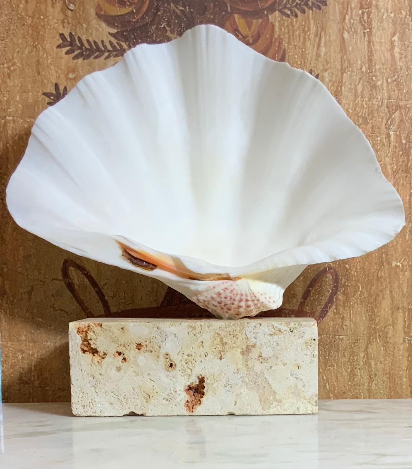 Beautiful natural clamshell with cream color patina ,professionally clean and mounted on original natural coral base. Great natural object of art for display.
Base size only: 8” width x4” depth x 3” high.
