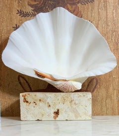 Natural Clamshell Mounted on a Natural Coral Base