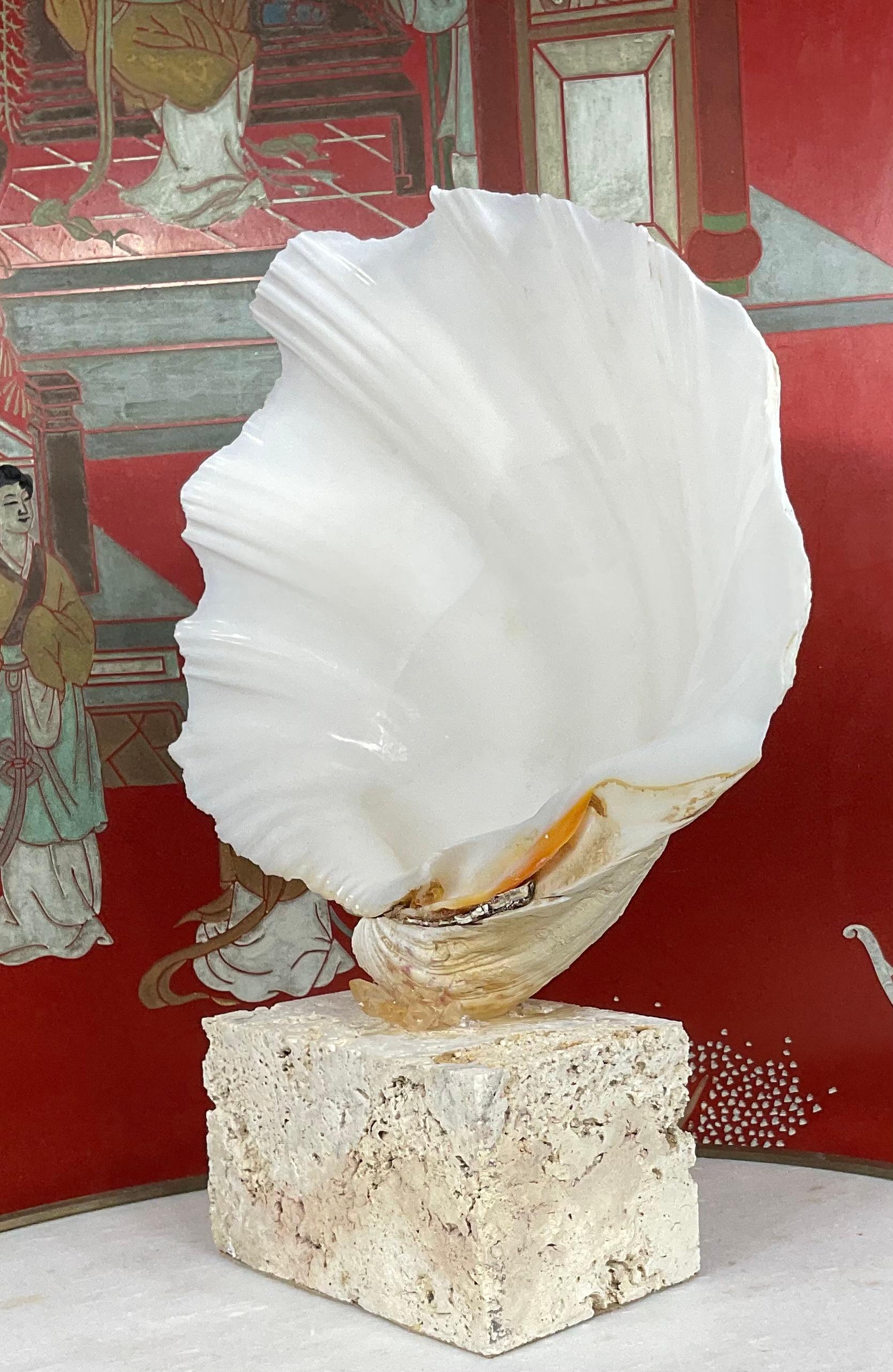 Beautiful natural clamshell with cream color patina, professionally clean and mounted on original natural coral base, some crystal quartz accents. Great natural object of art for display.
Size of clamshell without base : 11”.75 x 8”.5