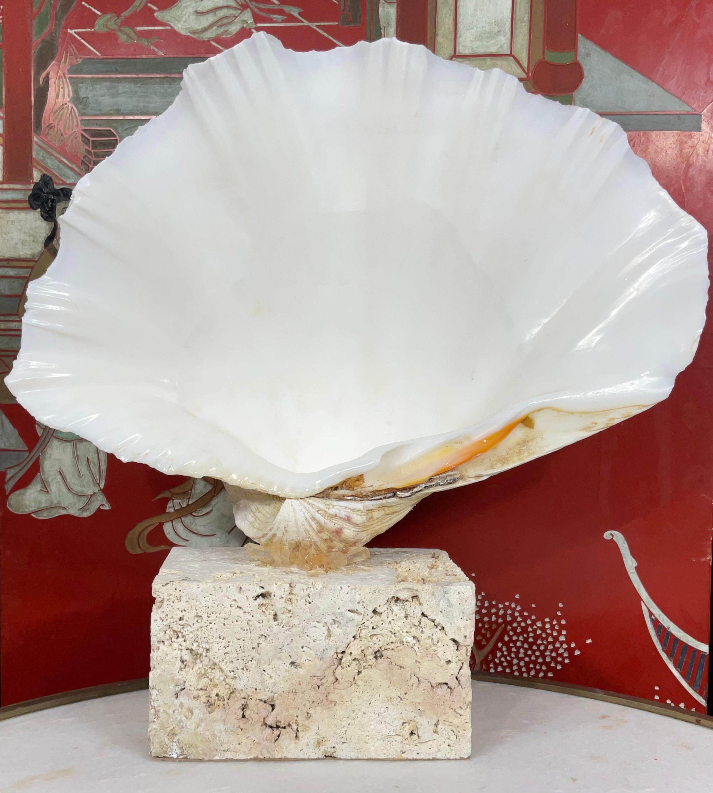American Natural Clamshell Mounted on a Natural Coral Base For Sale