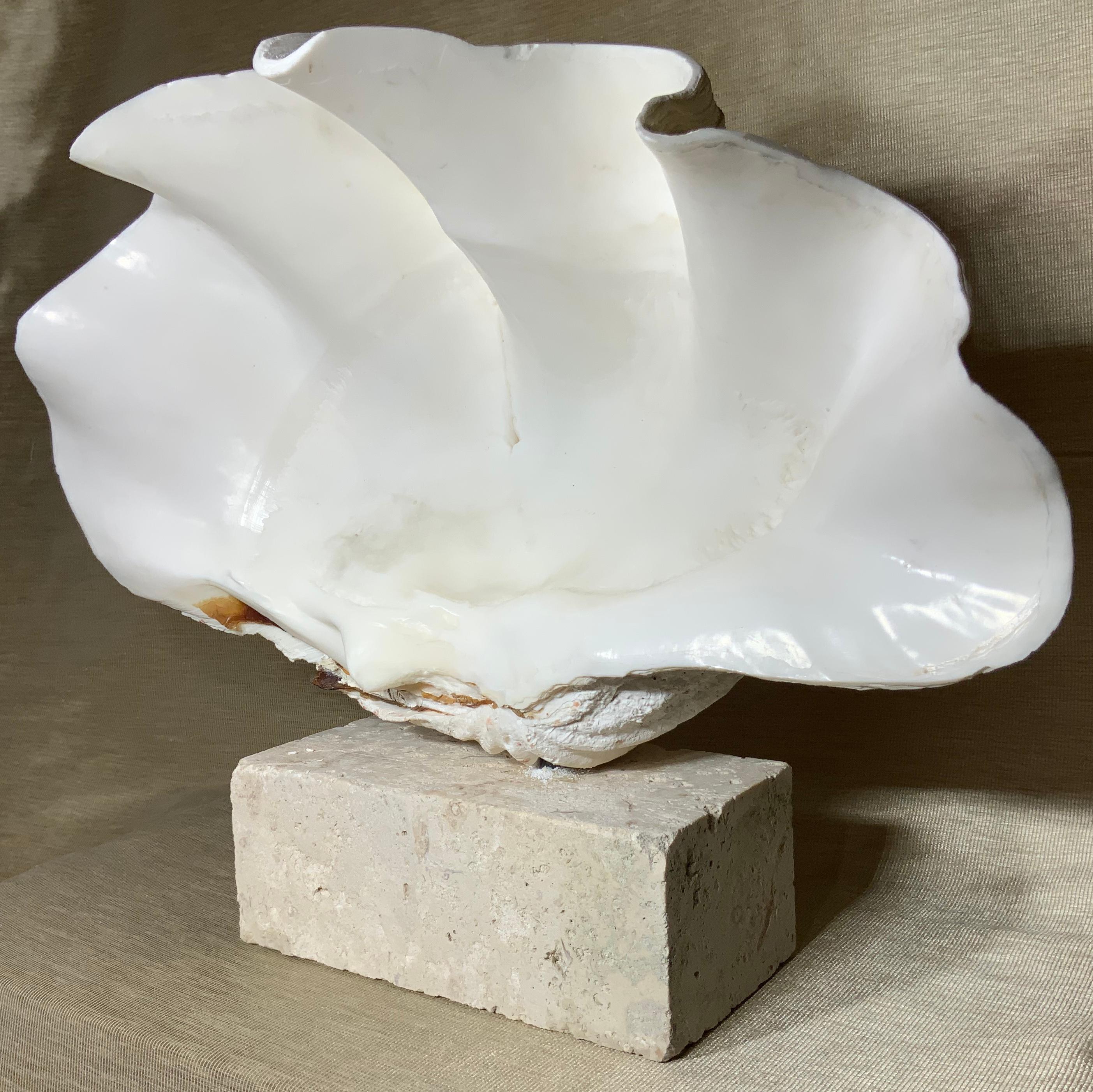 Natural Clamshell Mounted on a Natural Coral Base In Good Condition In Delray Beach, FL
