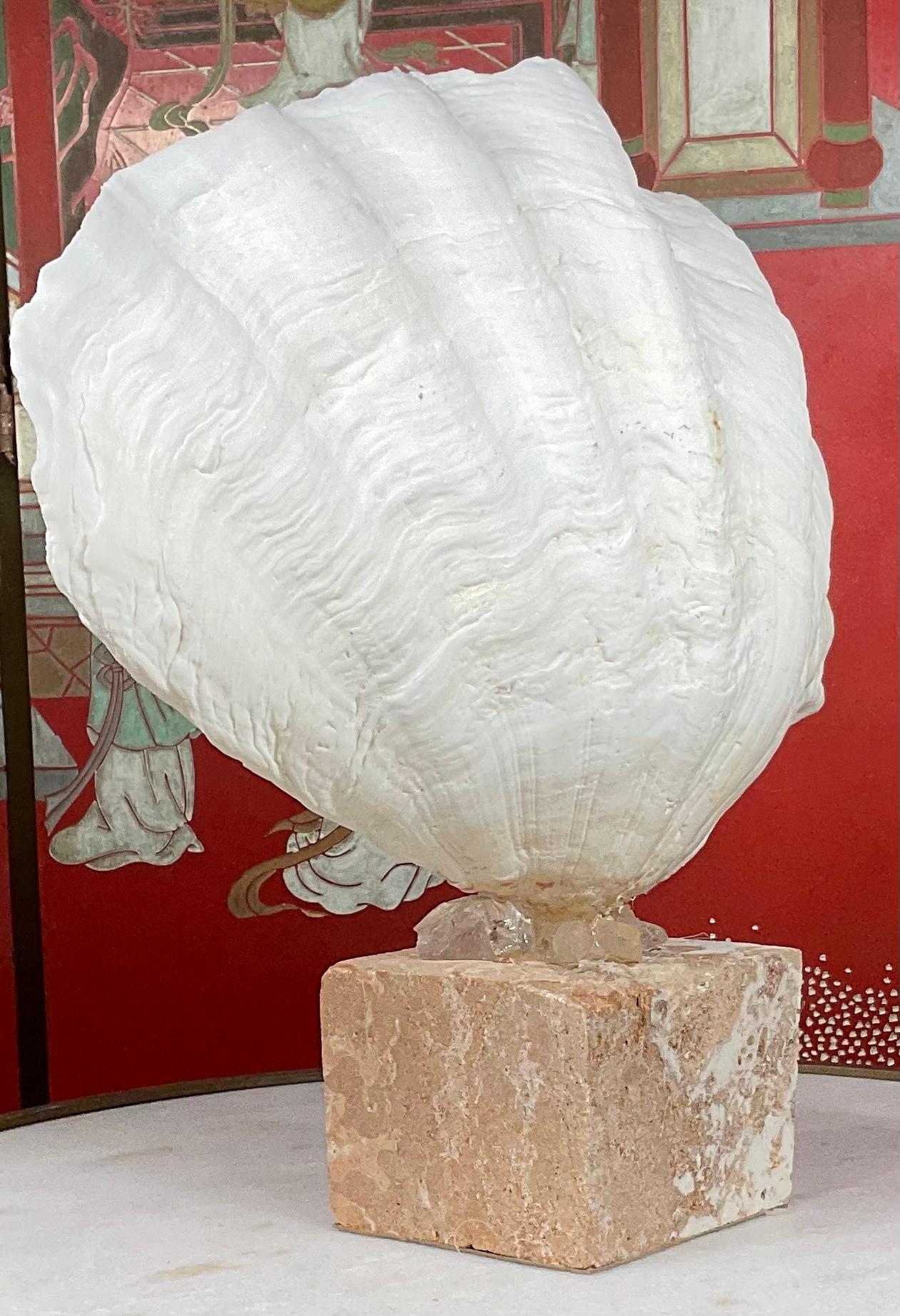 Natural Clamshell Mounted on a Natural Coral Base In Good Condition In Delray Beach, FL