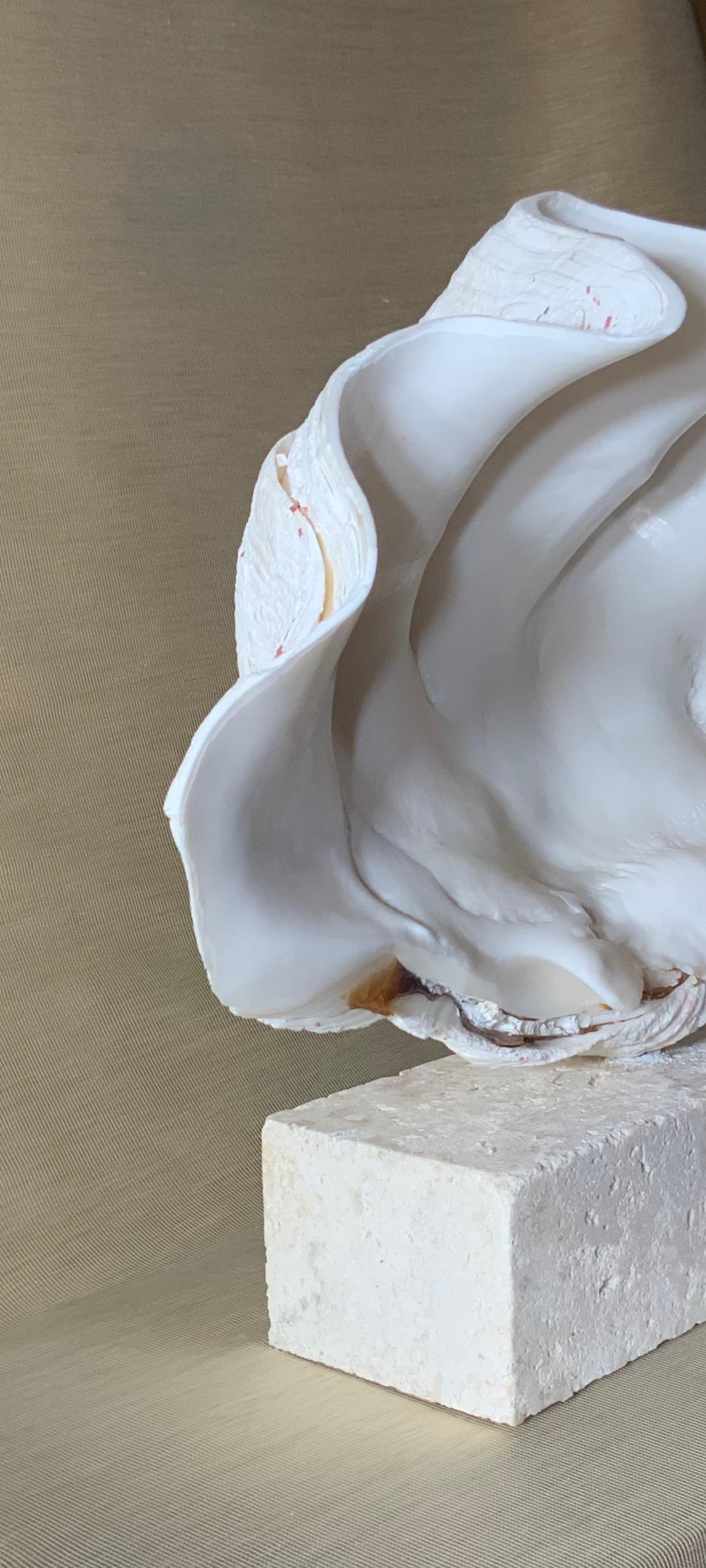 20th Century Natural Clamshell Mounted on a Natural Coral Base