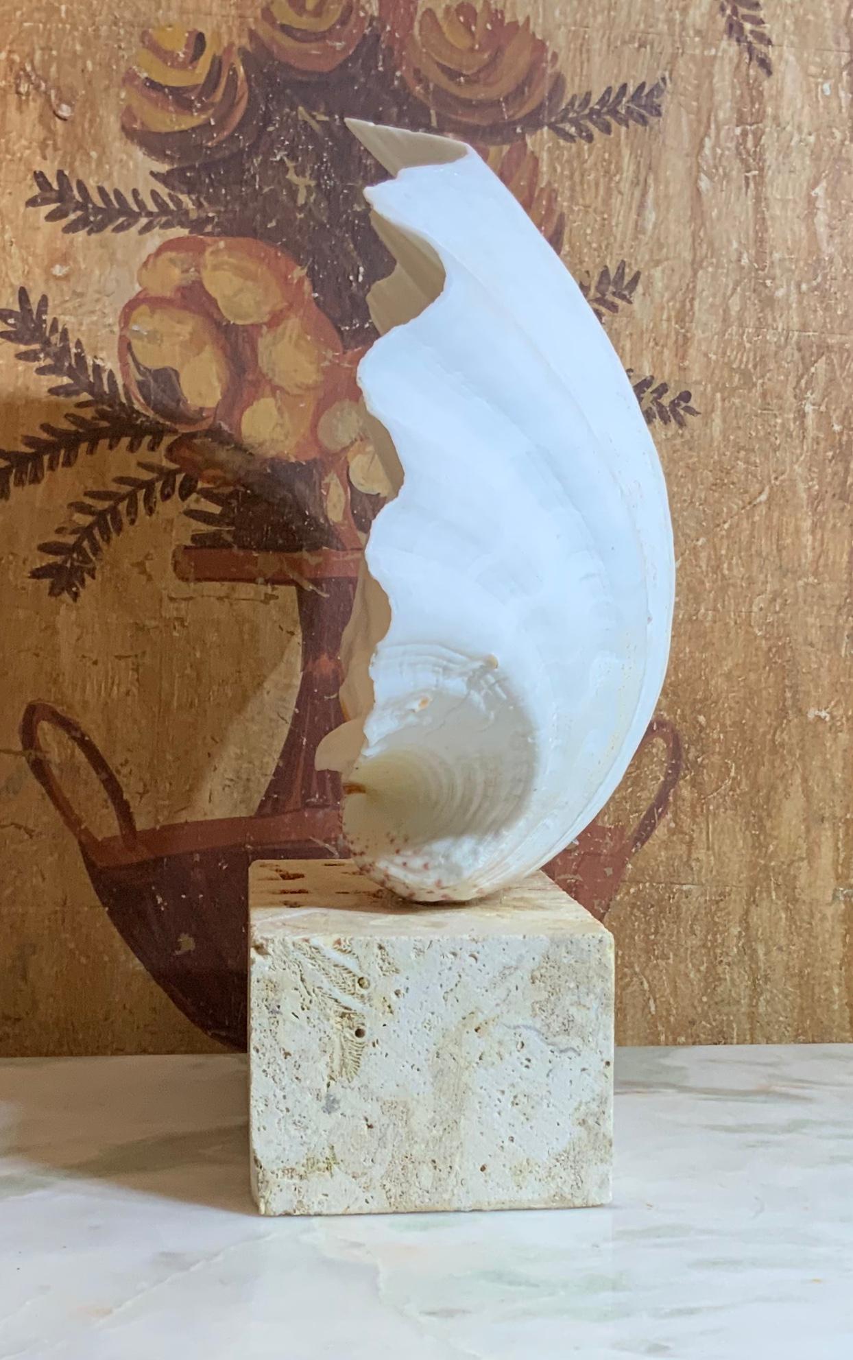 20th Century Natural Clamshell Mounted on a Natural Coral Base