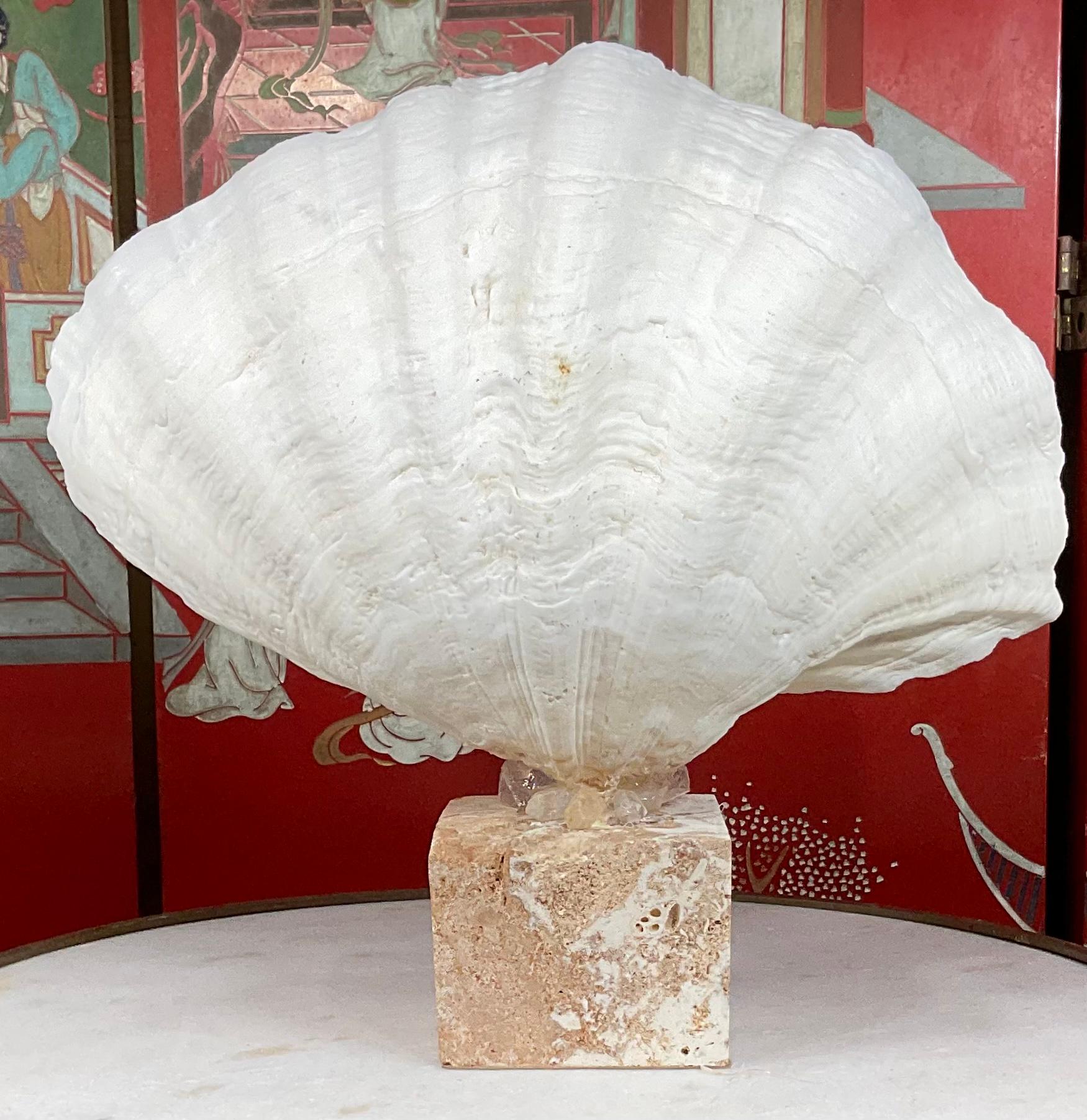 20th Century Natural Clamshell Mounted on a Natural Coral Base