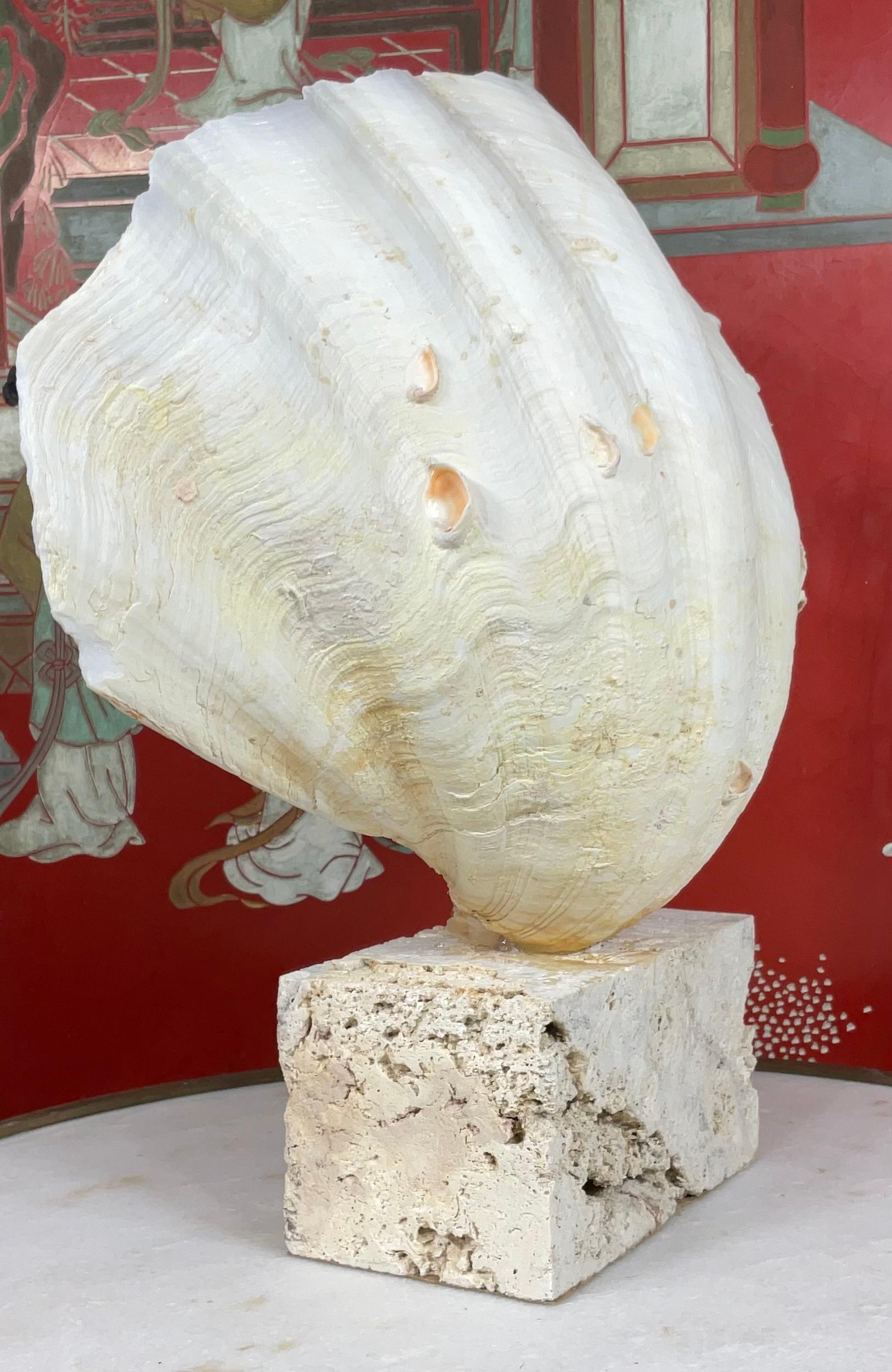 20th Century Natural Clamshell Mounted on a Natural Coral Base For Sale