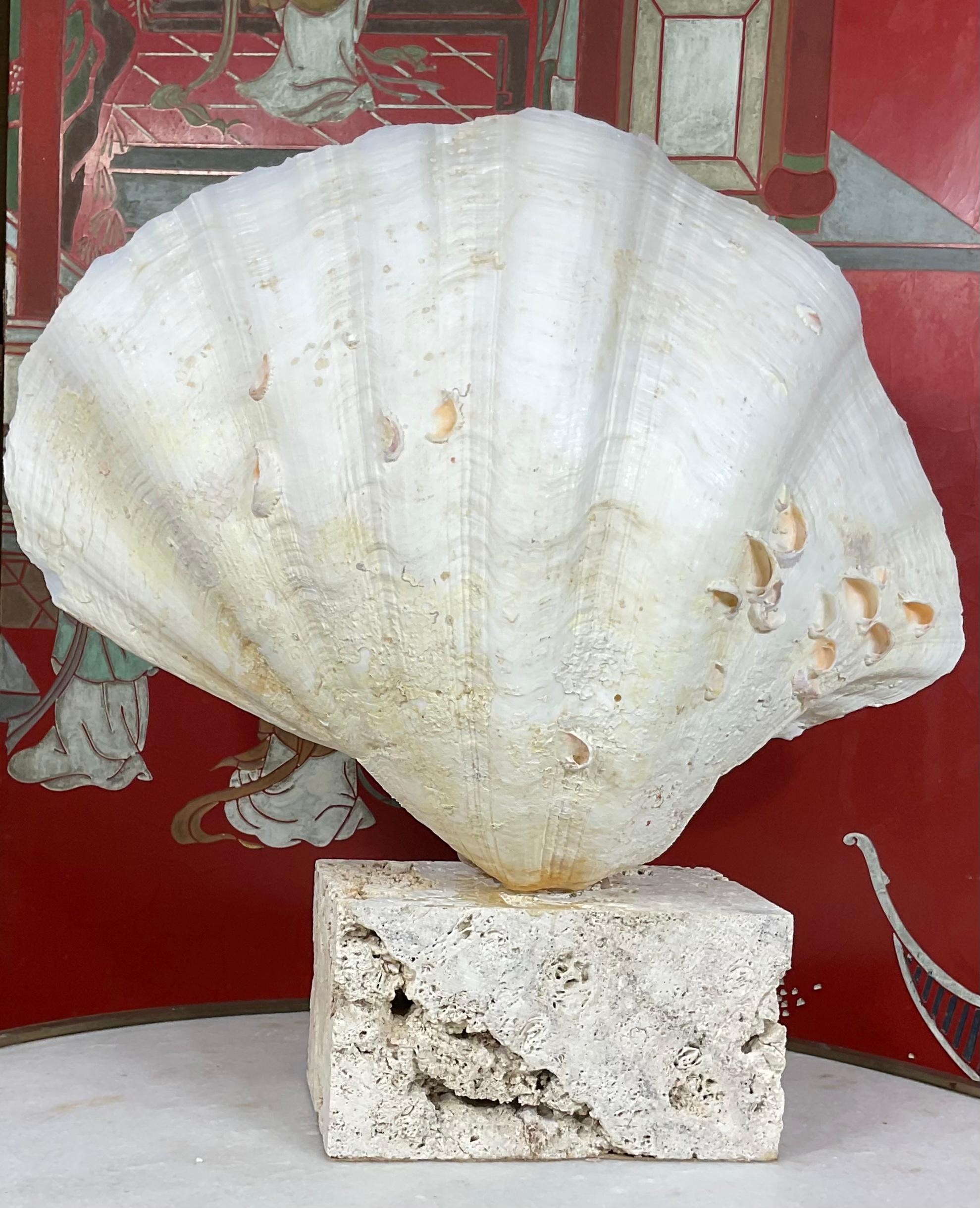 Natural Clamshell Mounted on a Natural Coral Base For Sale 1