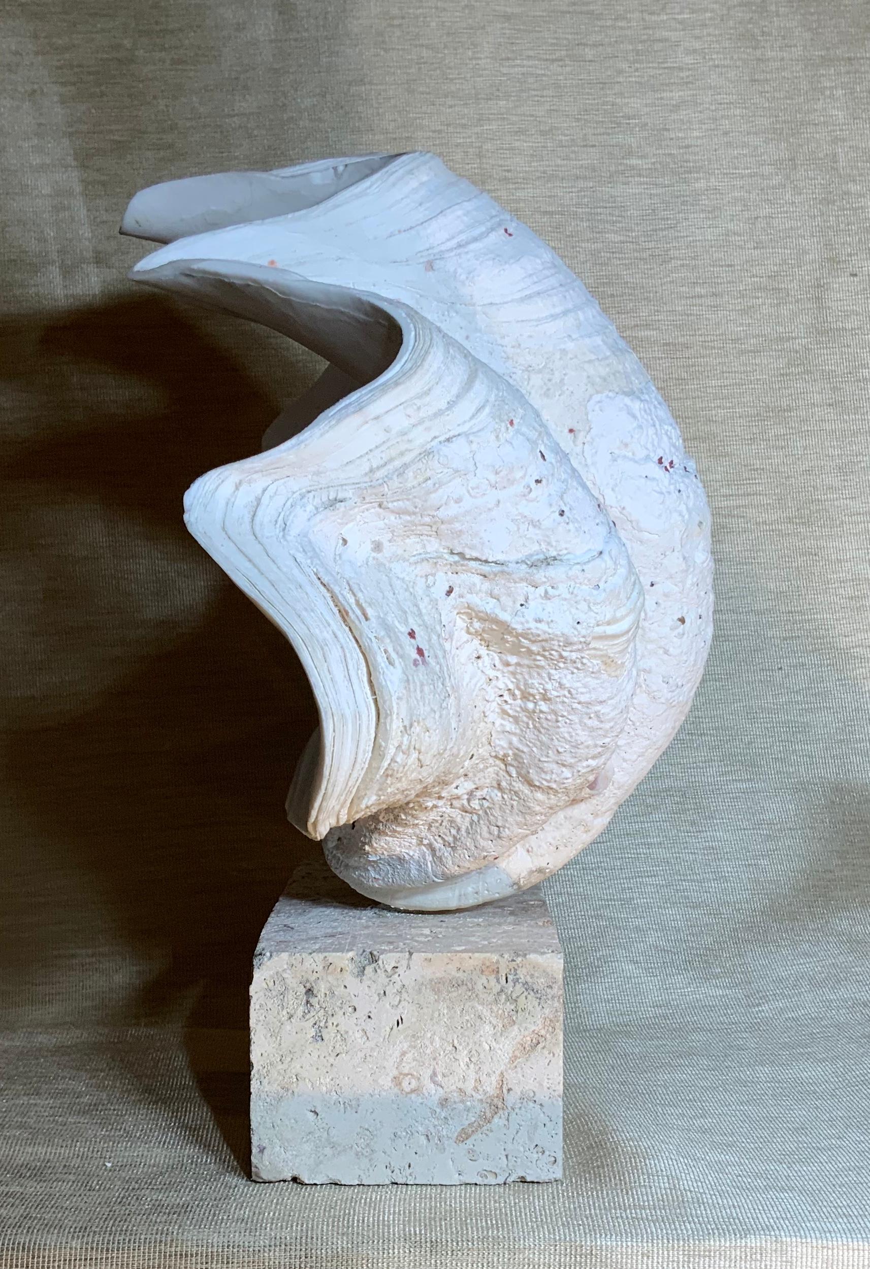 Natural Clamshell Mounted on a Natural Coral Base 1
