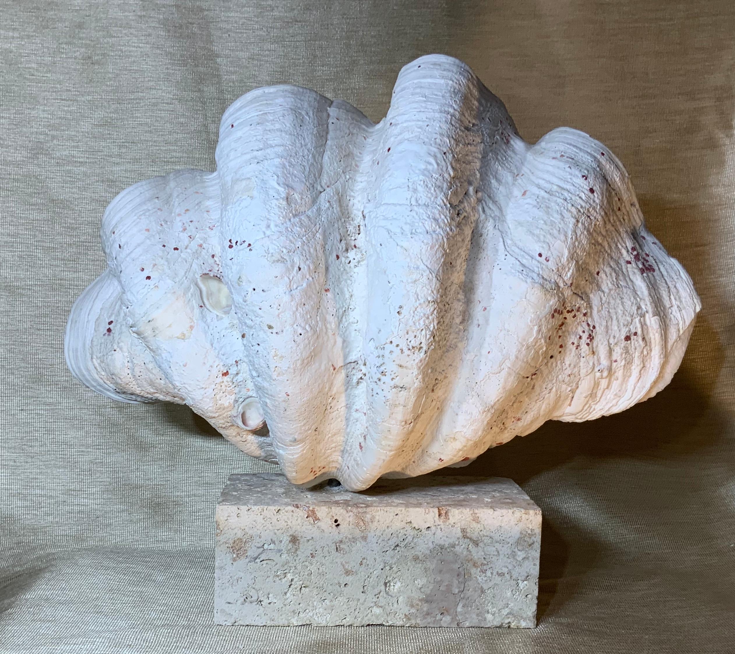 Natural Clamshell Mounted on a Natural Coral Base 2