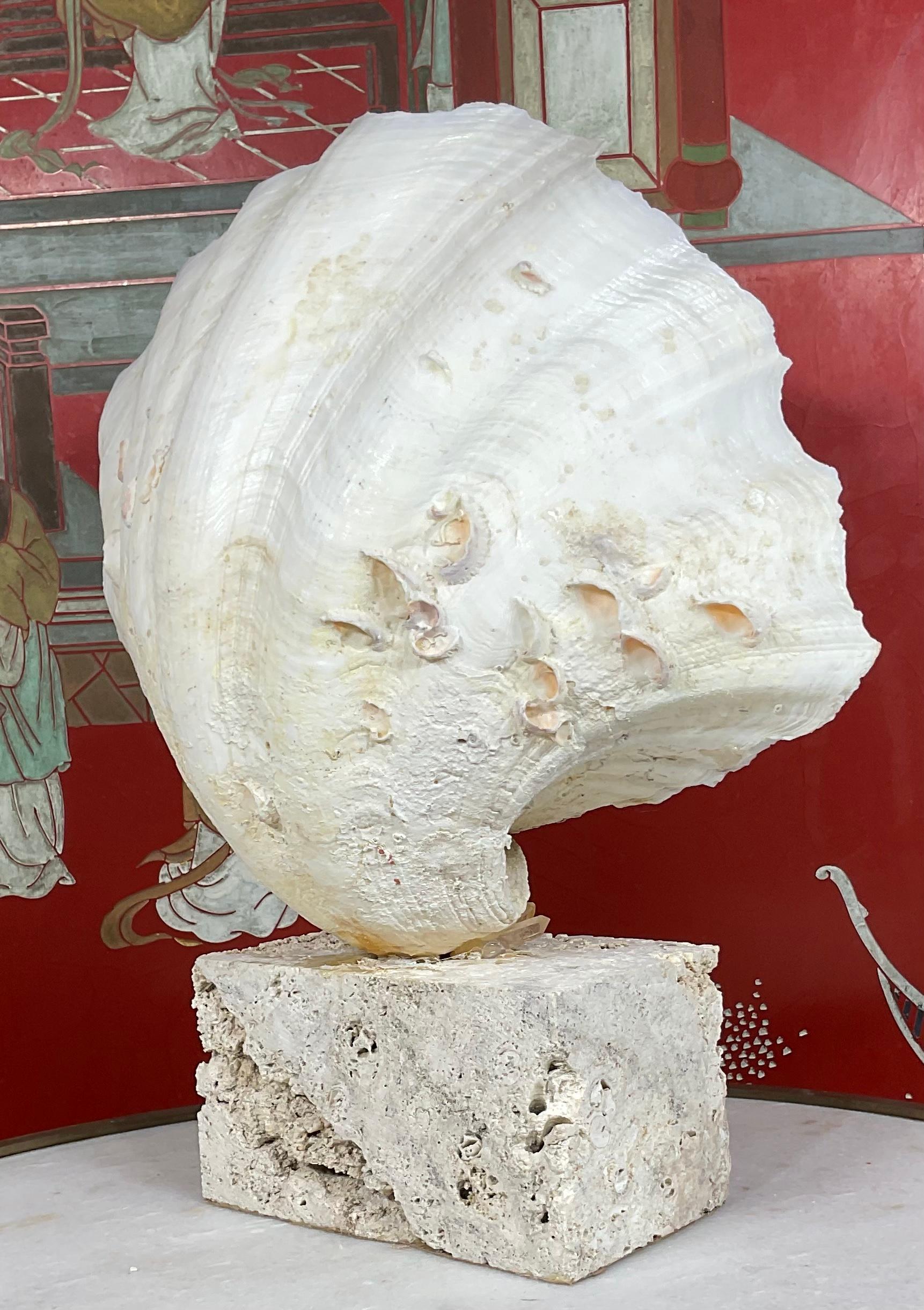 Almeja natural montada sobre una base de coral natural en venta 1