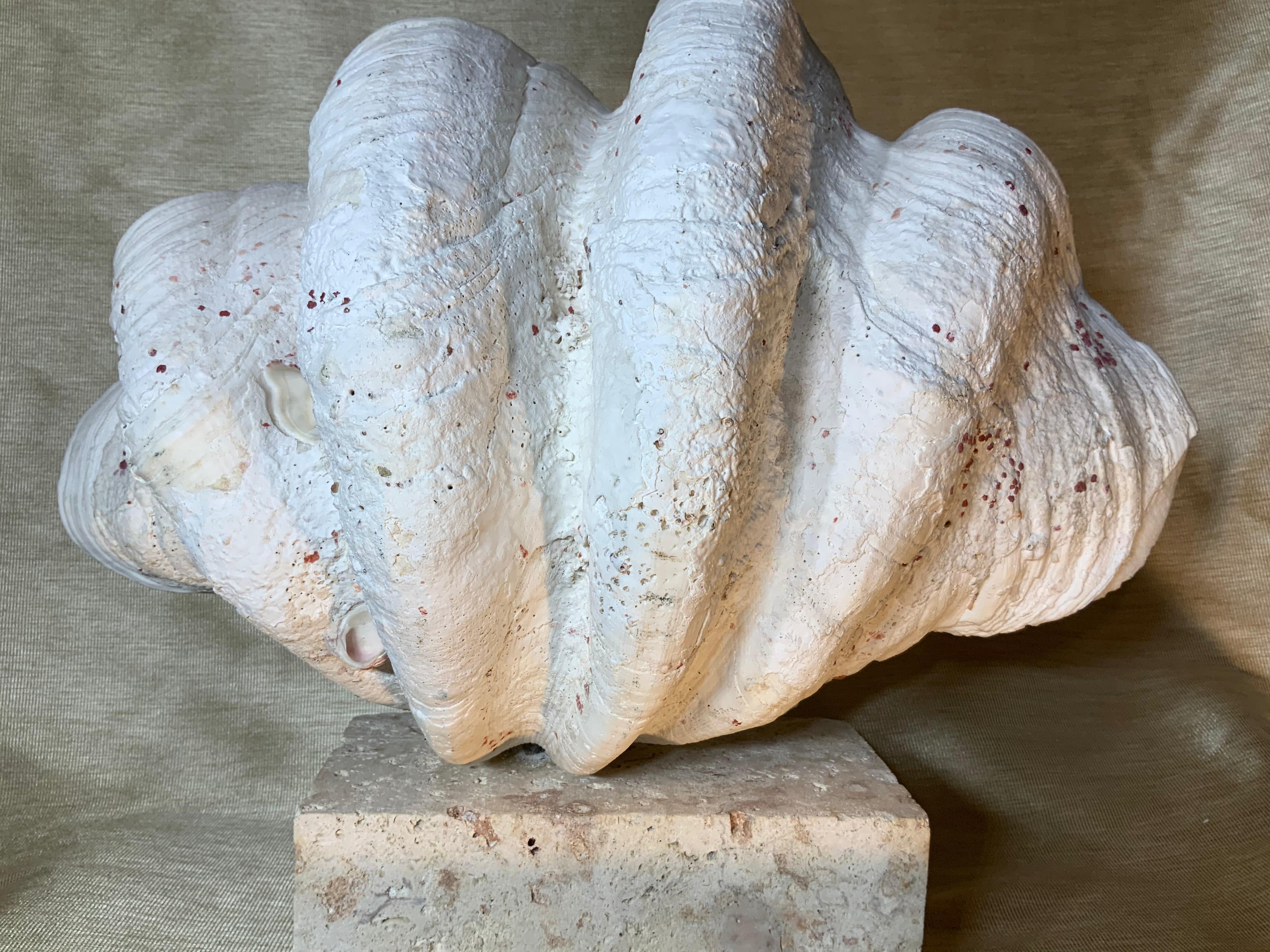 Natural Clamshell Mounted on a Natural Coral Base 3