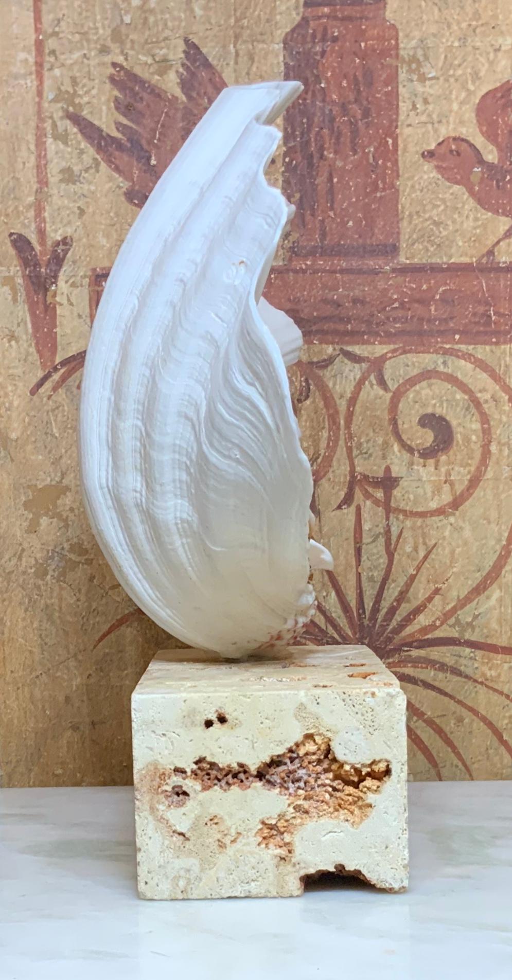 Natural Clamshell Mounted on a Natural Coral Base 3