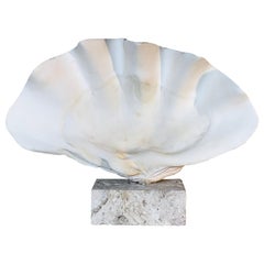 Natural Clamshell Mounted on a Natural Coral Base