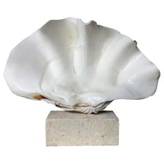 Natural Clamshell Mounted on a Natural Coral Base