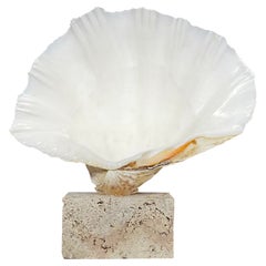 Conchiglia naturale montata su una base di corallo naturale