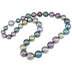 Natural Colored Tahitian Pearls, Rainbow of The Pacific