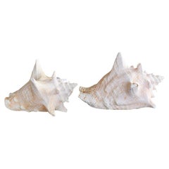 Natural Conch Shell Specimens, a Pair