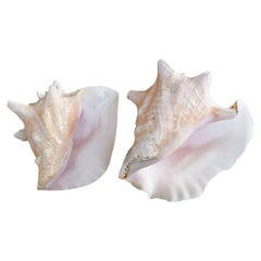 Natural Conch Shell Specimens, a Pair