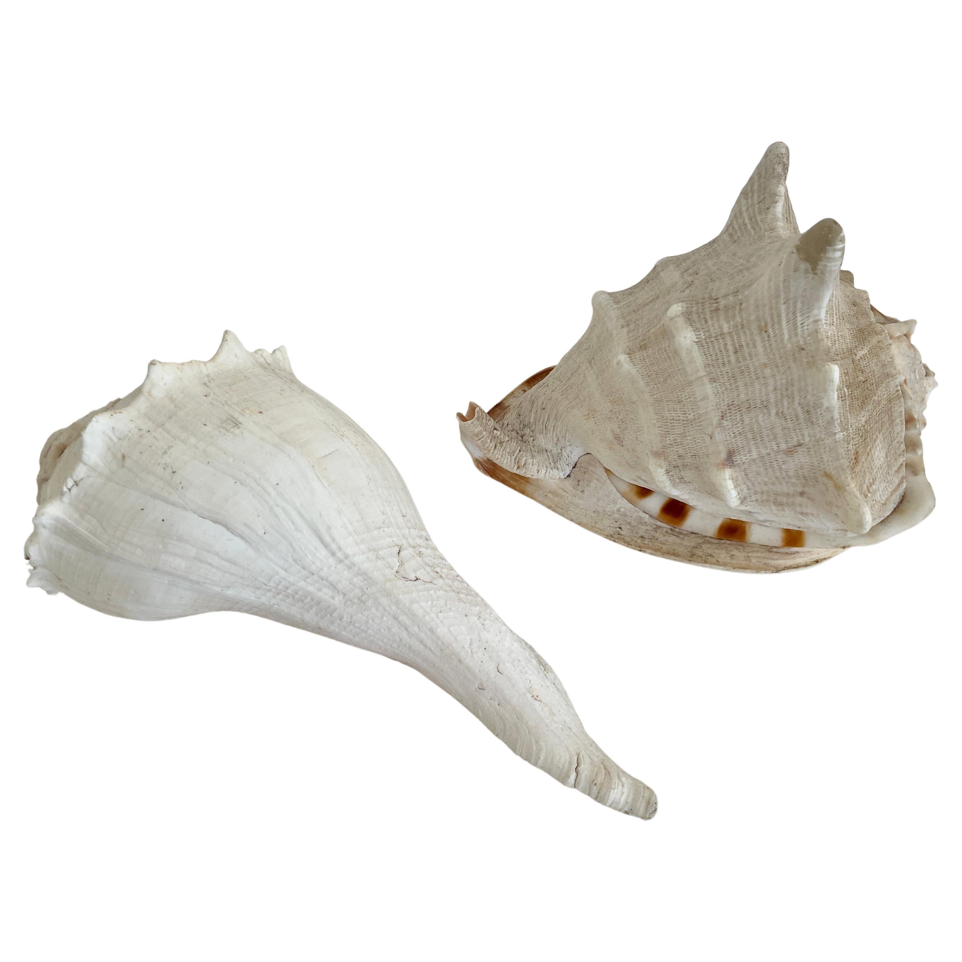 Large Natural Queen Conch Shell at 1stDibs queen conch shell for sale