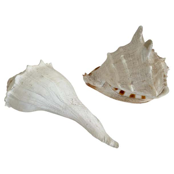 Natural Conch Shells, a Pair For Sale at 1stDibs