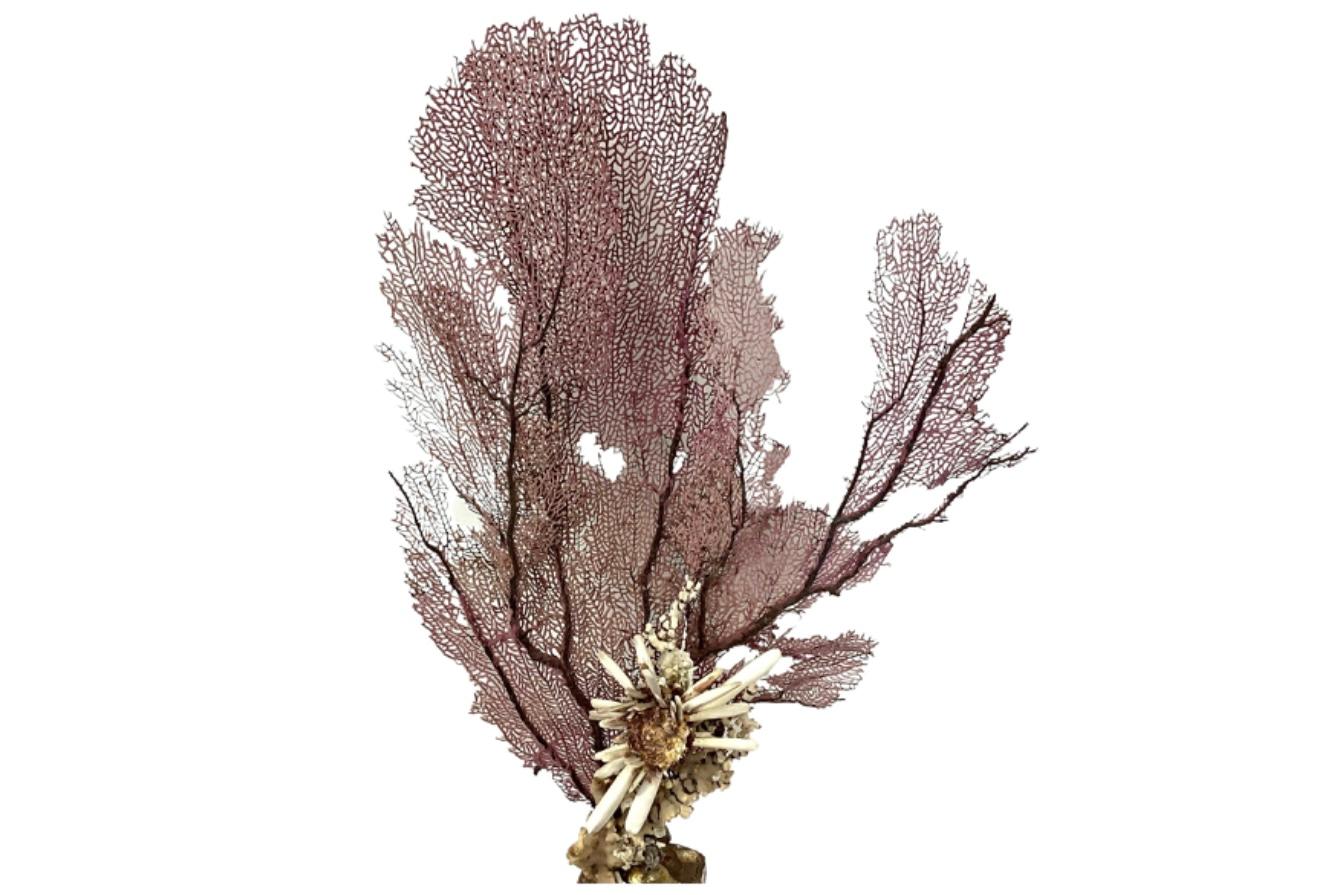 Natürliche Koralle und Muschel auf vergoldetem Holzfragment montiert im Zustand „Relativ gut“ im Angebot in Bradenton, FL