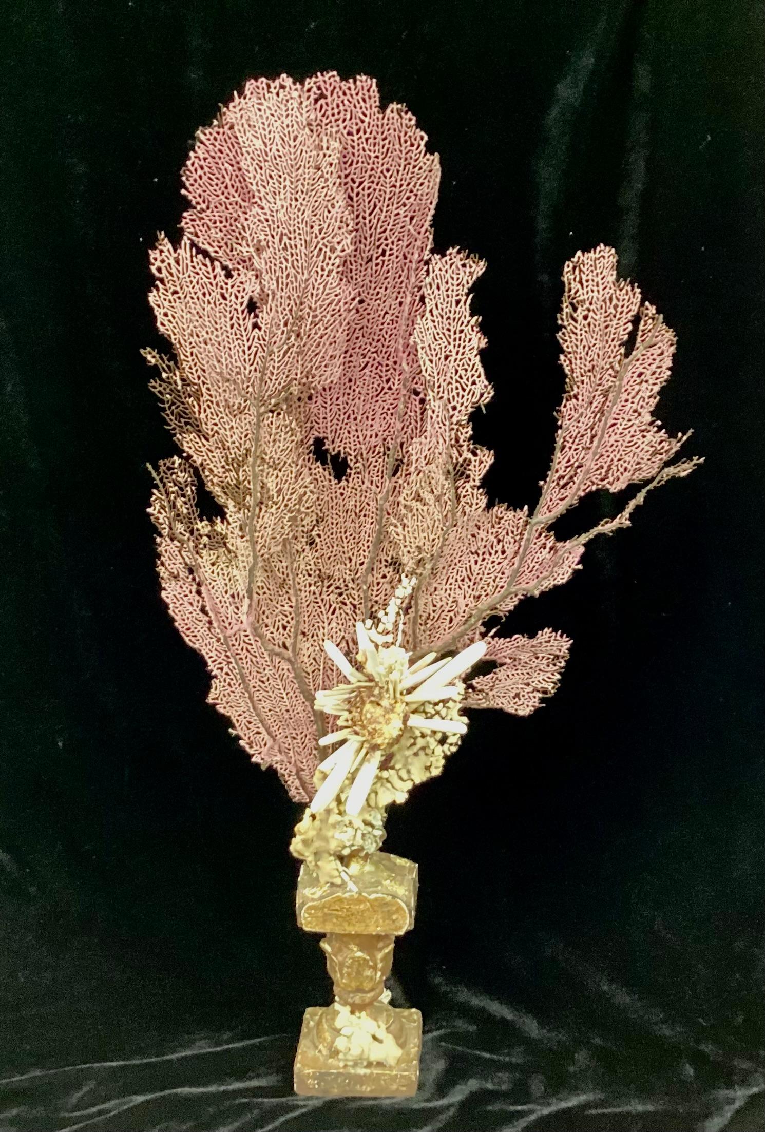 Natürliche Koralle und Muschel auf vergoldetem Holzfragment montiert im Angebot 1