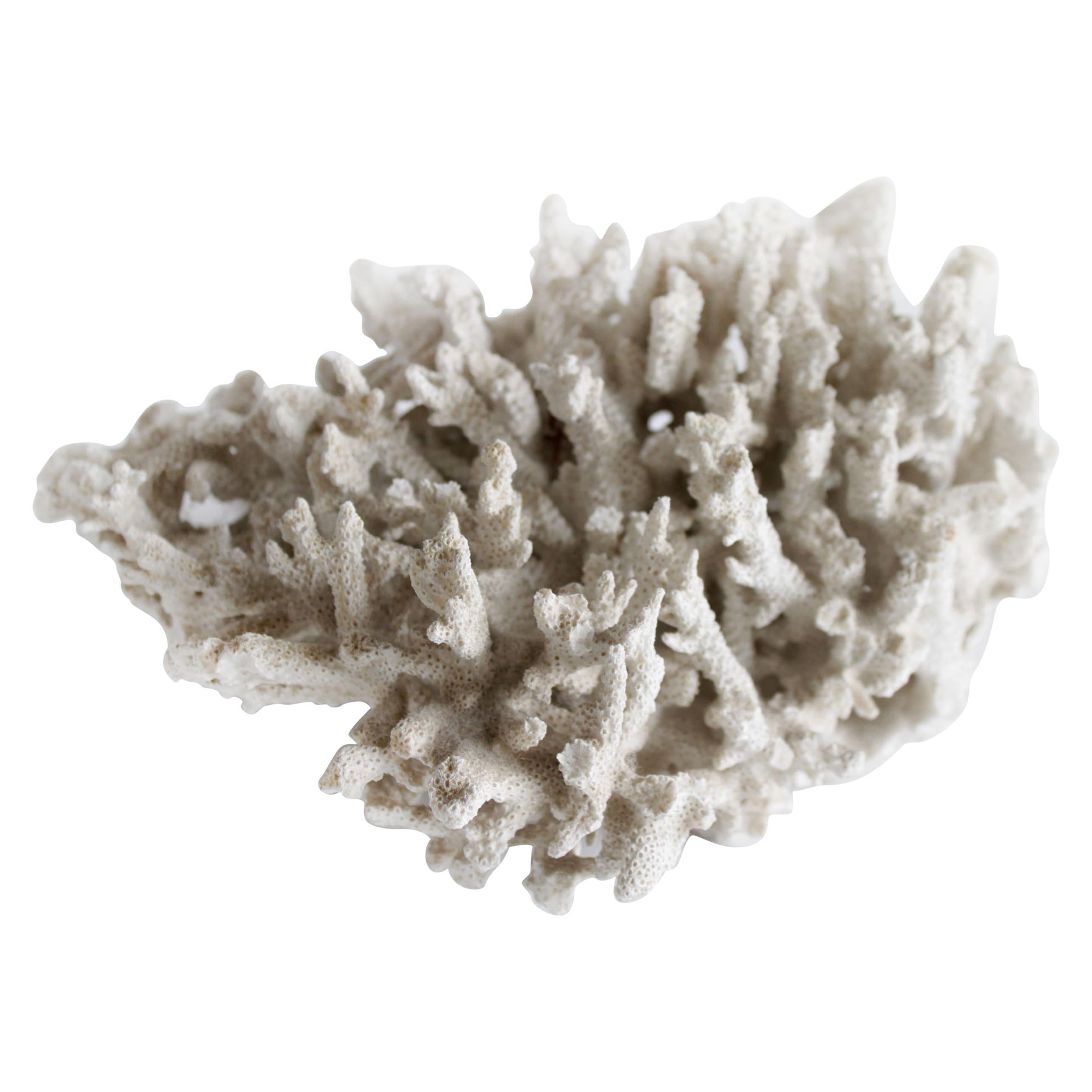 summit white bleached coral