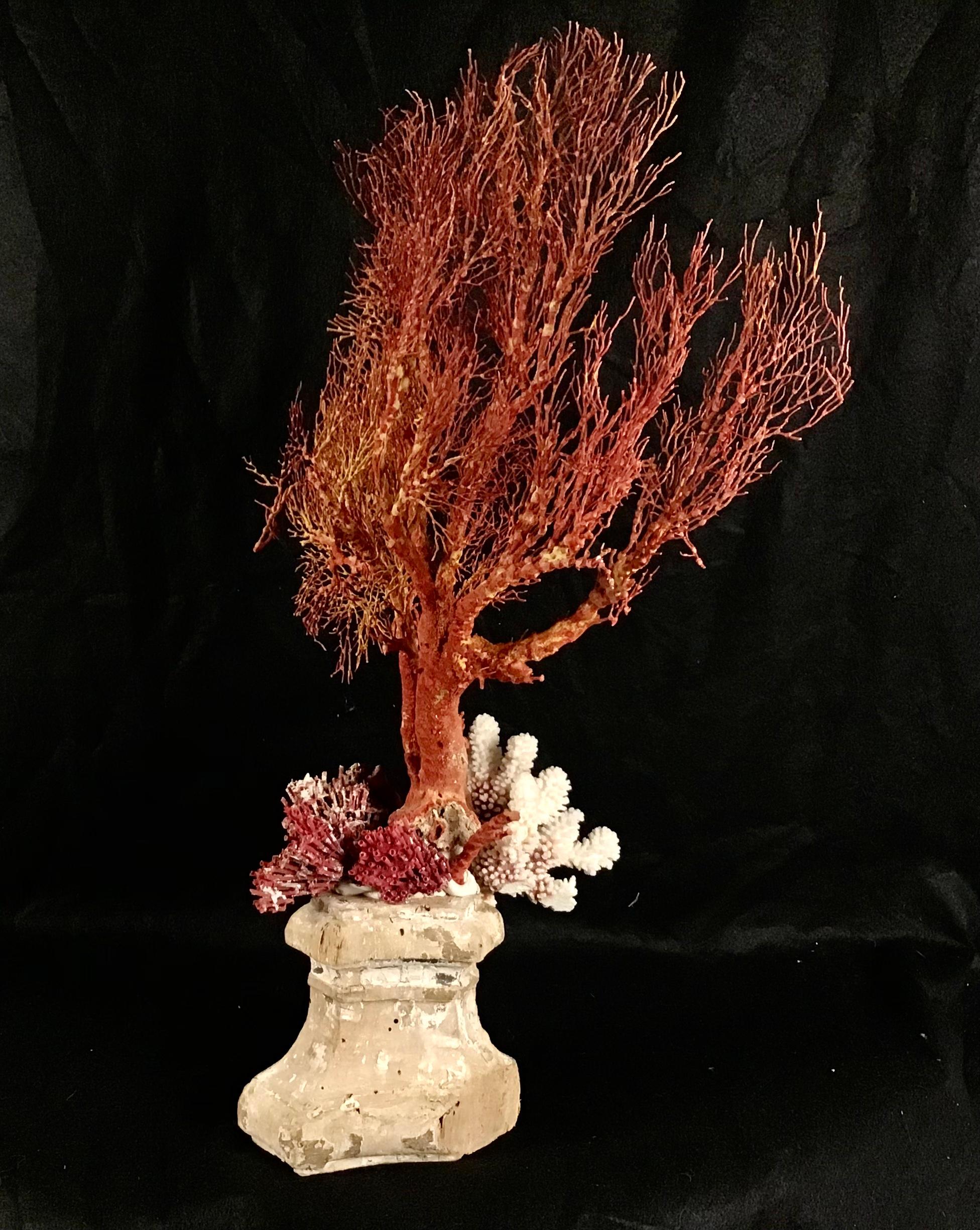 Natural Coral Mounted On 18th Century Fragment For Sale 4