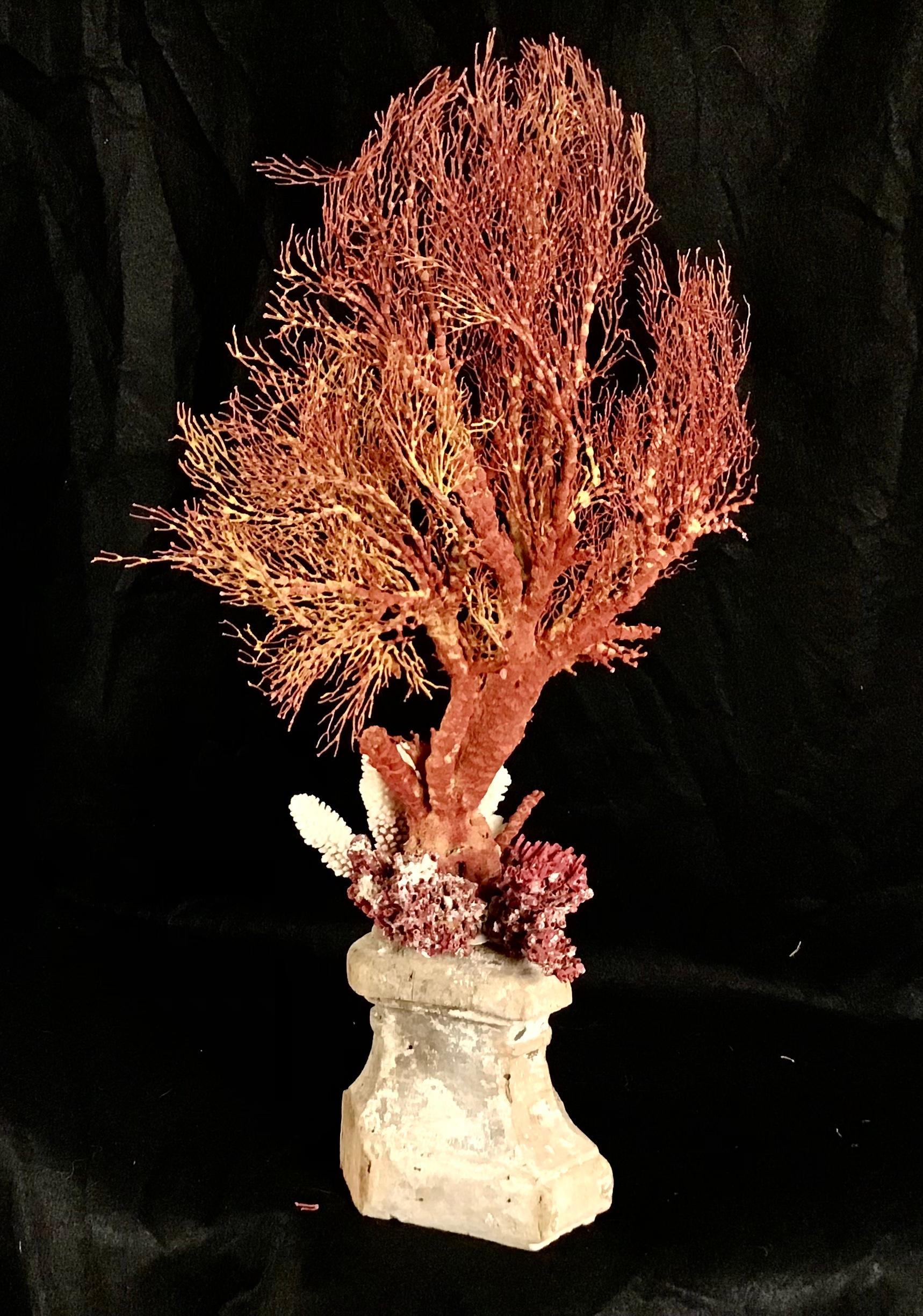 Natural Coral Mounted On 18th Century Fragment For Sale 1