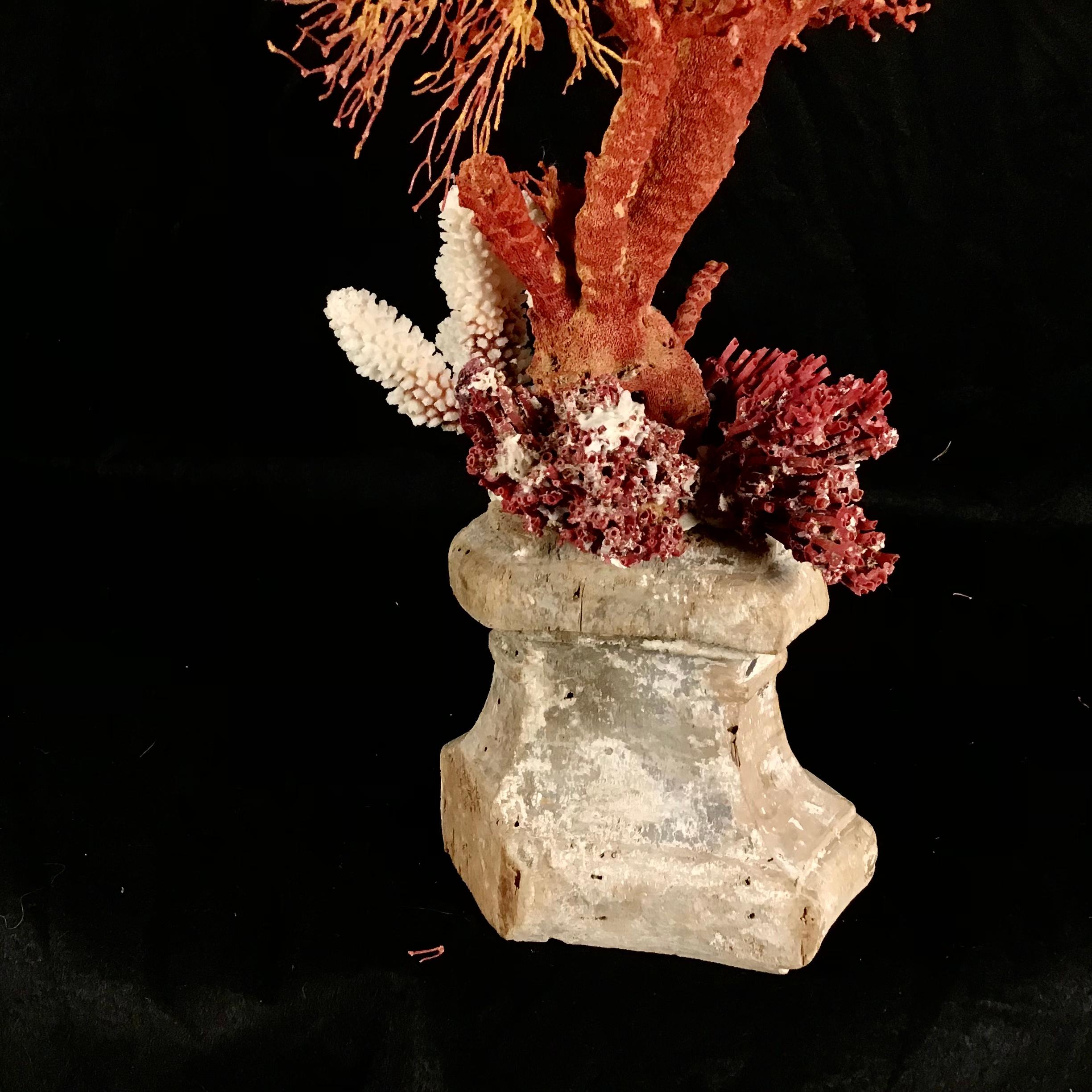 Natural Coral Mounted On 18th Century Fragment For Sale 2
