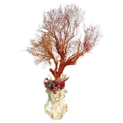 Natural Coral Mounted On 18th Century Fragment