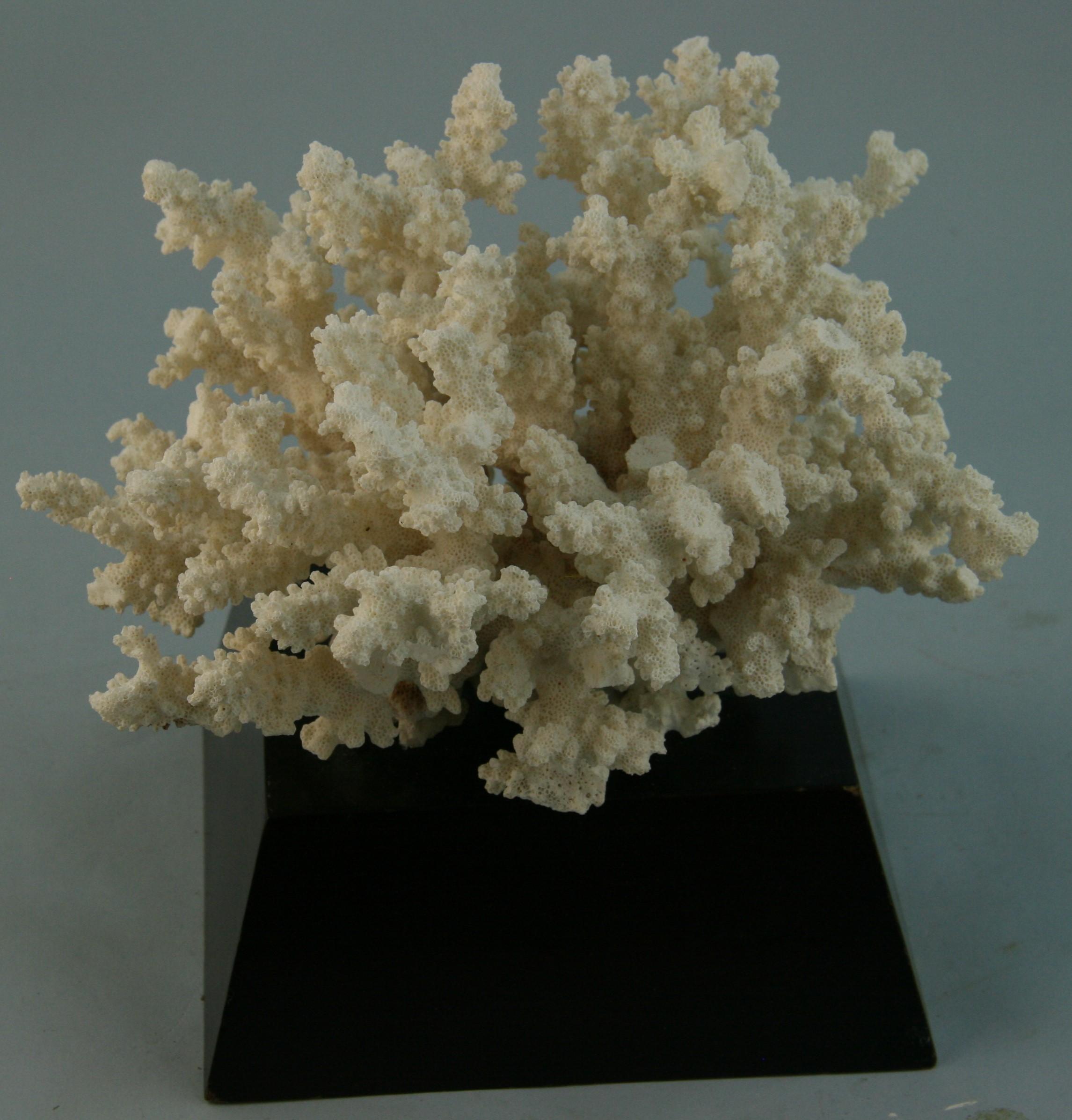 Natürliche Koralle auf einem speziellen Holzsockel.