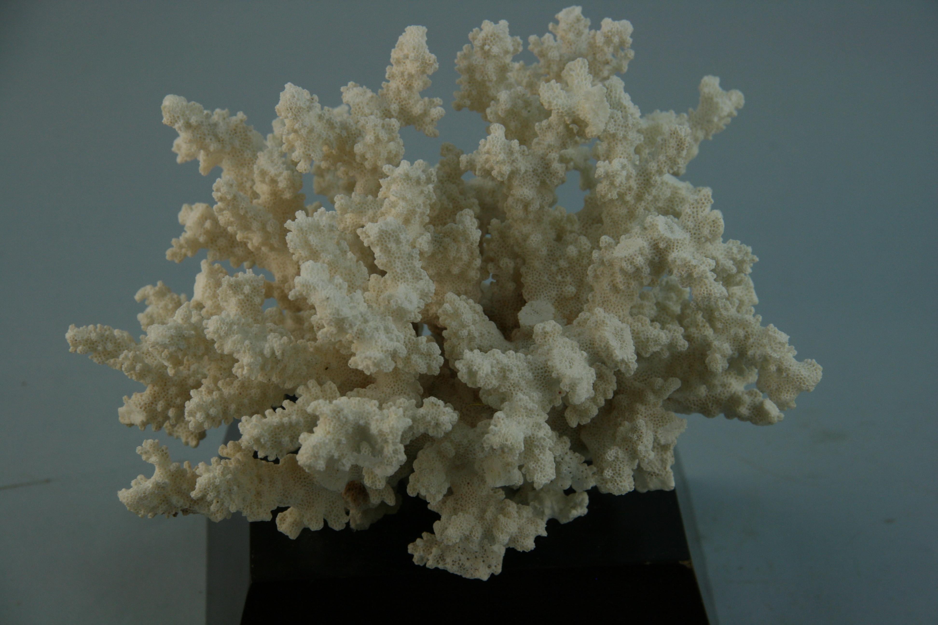Natural Coral on Custom Wood Base In Good Condition For Sale In Douglas Manor, NY