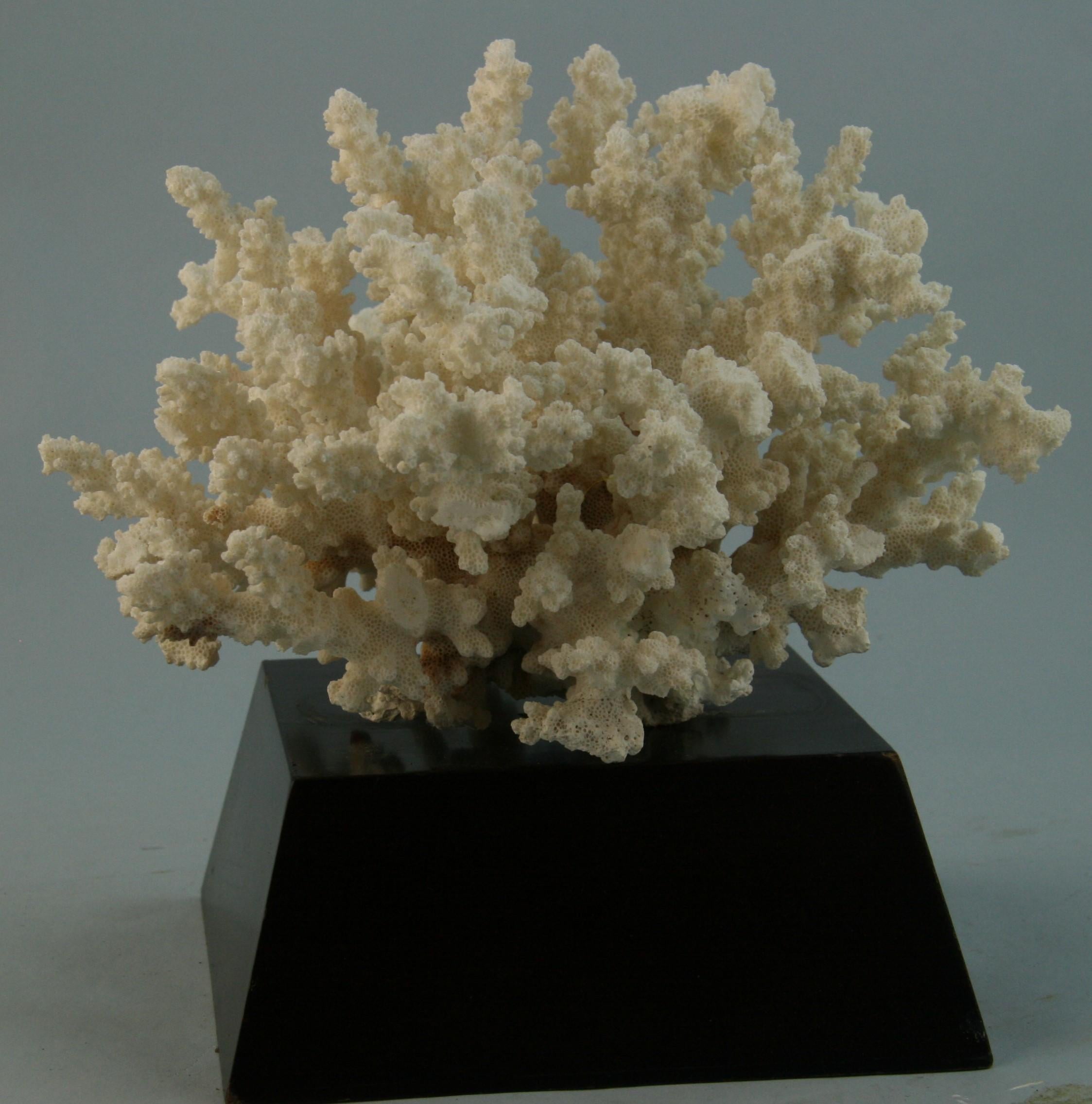 Natürliche natürliche Koralle auf maßgefertigtem Holzsockel (Mitte des 20. Jahrhunderts) im Angebot