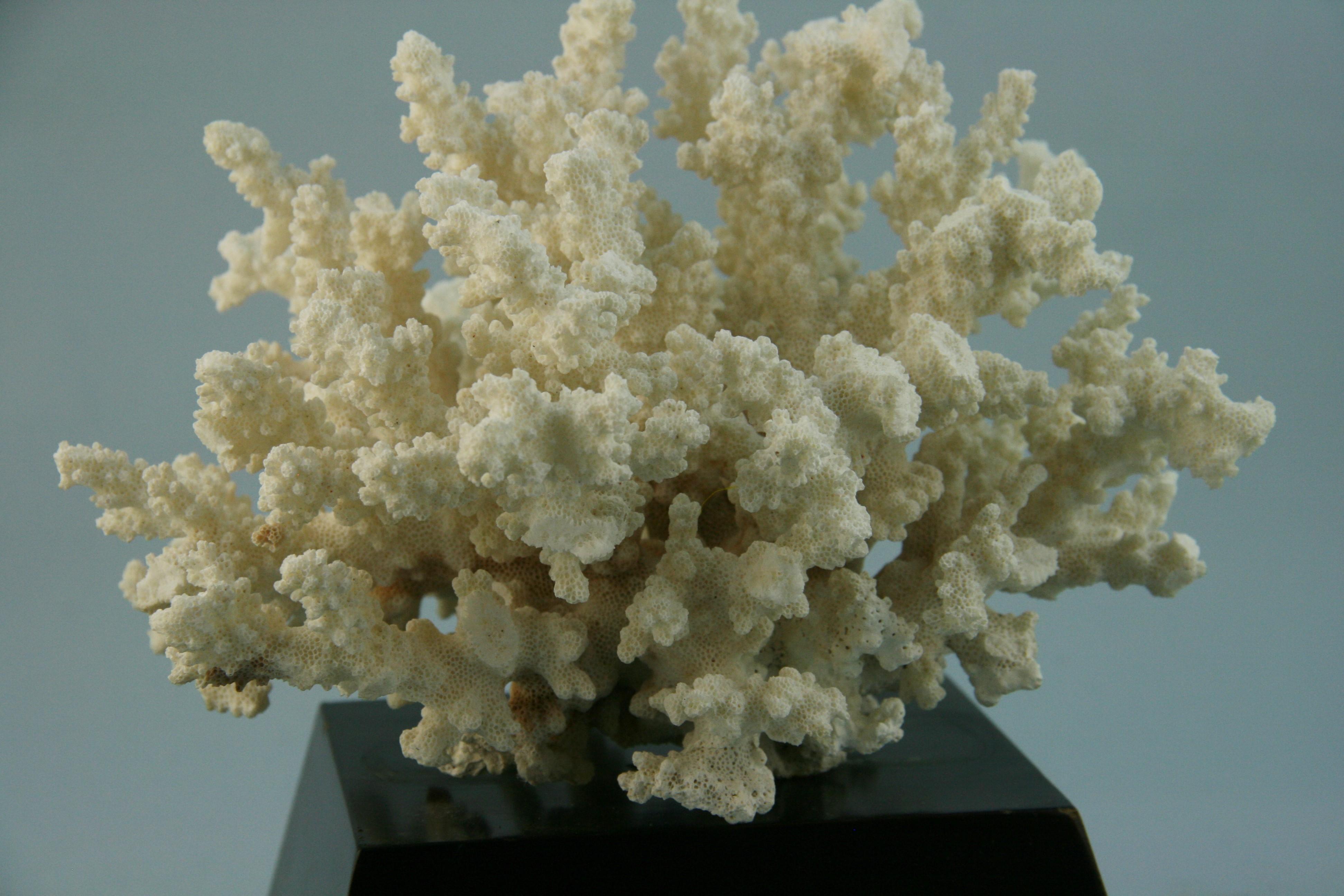 Natürliche natürliche Koralle auf maßgefertigtem Holzsockel im Angebot 1