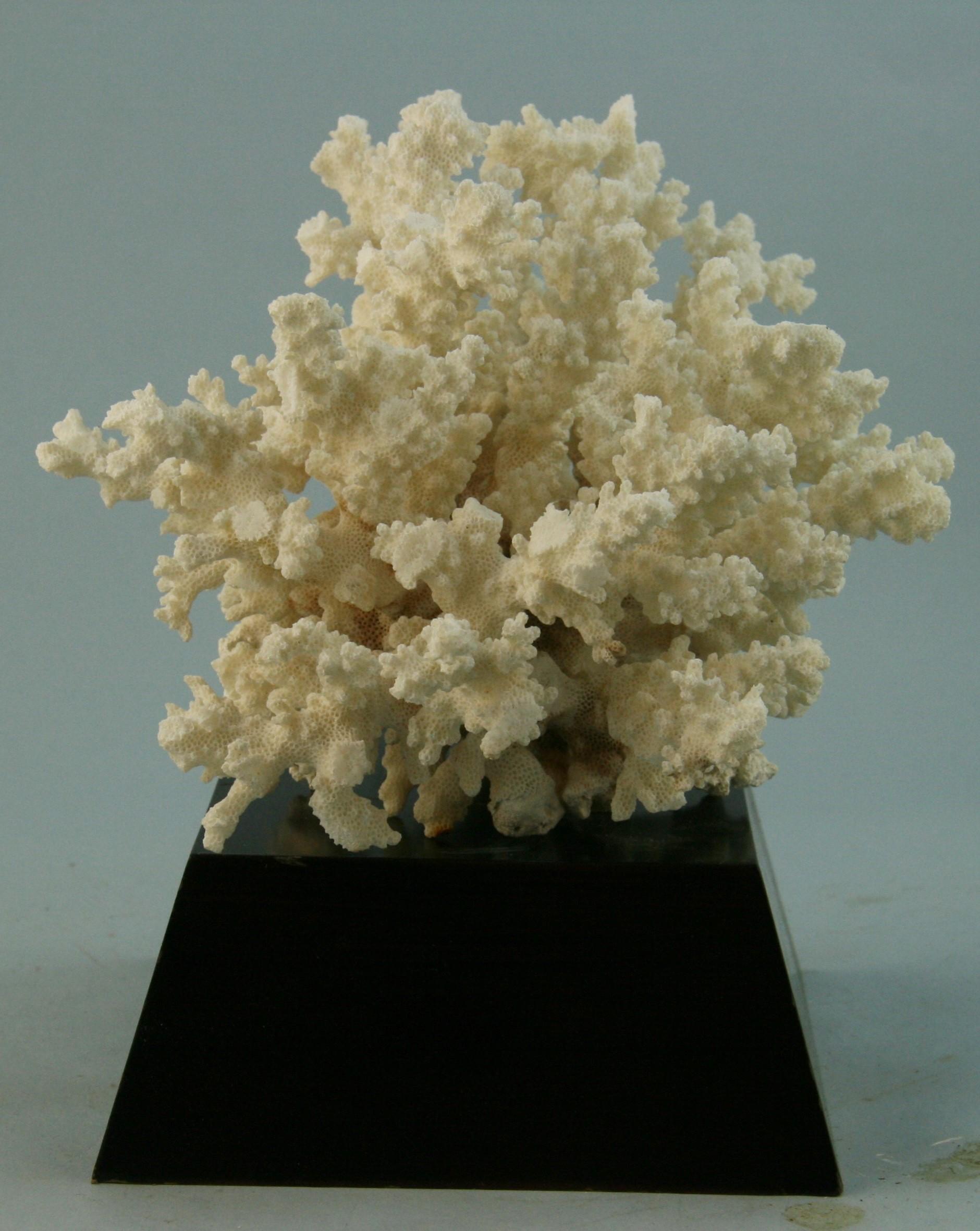 Natürliche natürliche Koralle auf maßgefertigtem Holzsockel im Angebot 2