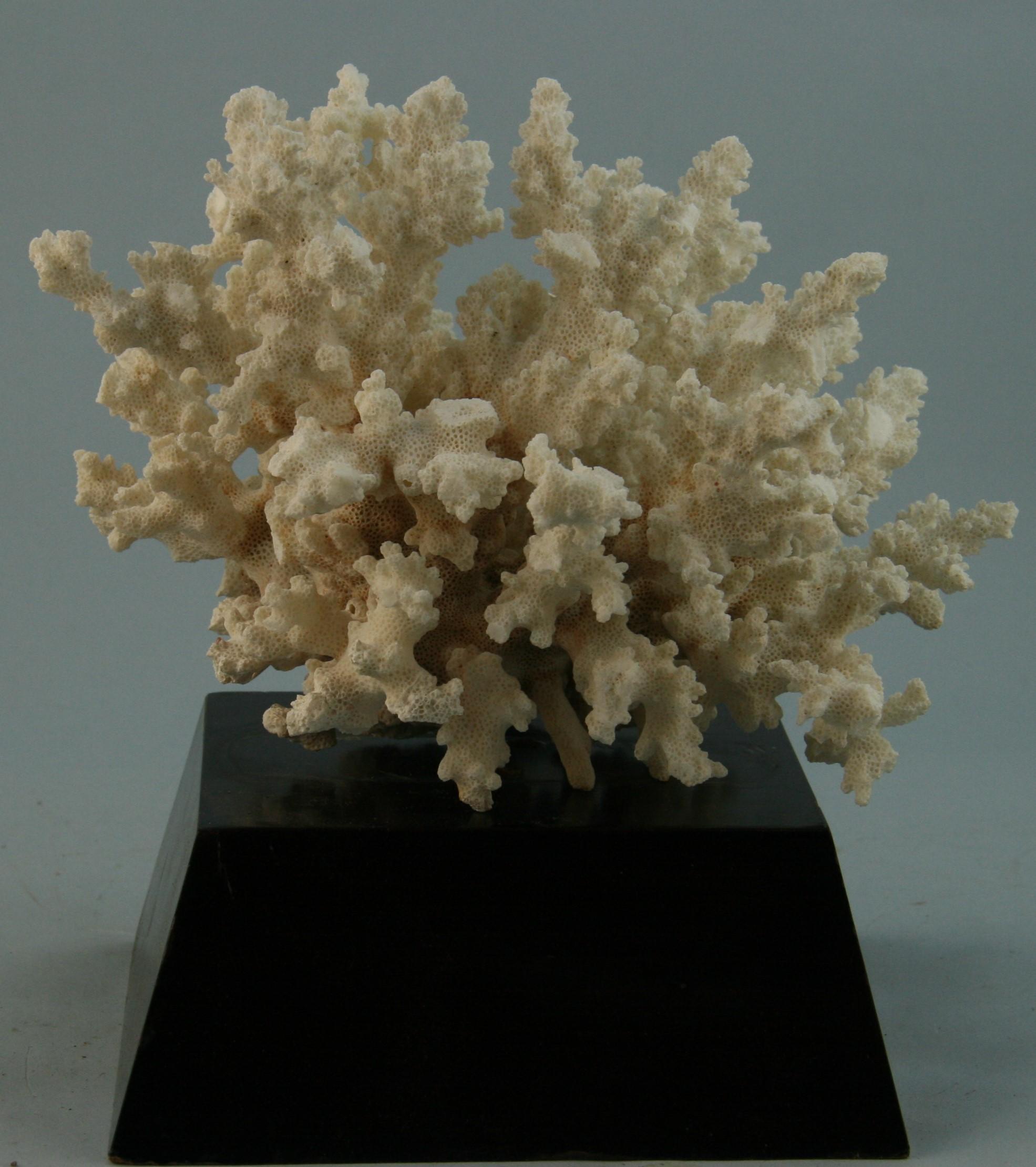 Natürliche natürliche Koralle auf maßgefertigtem Holzsockel im Angebot 3