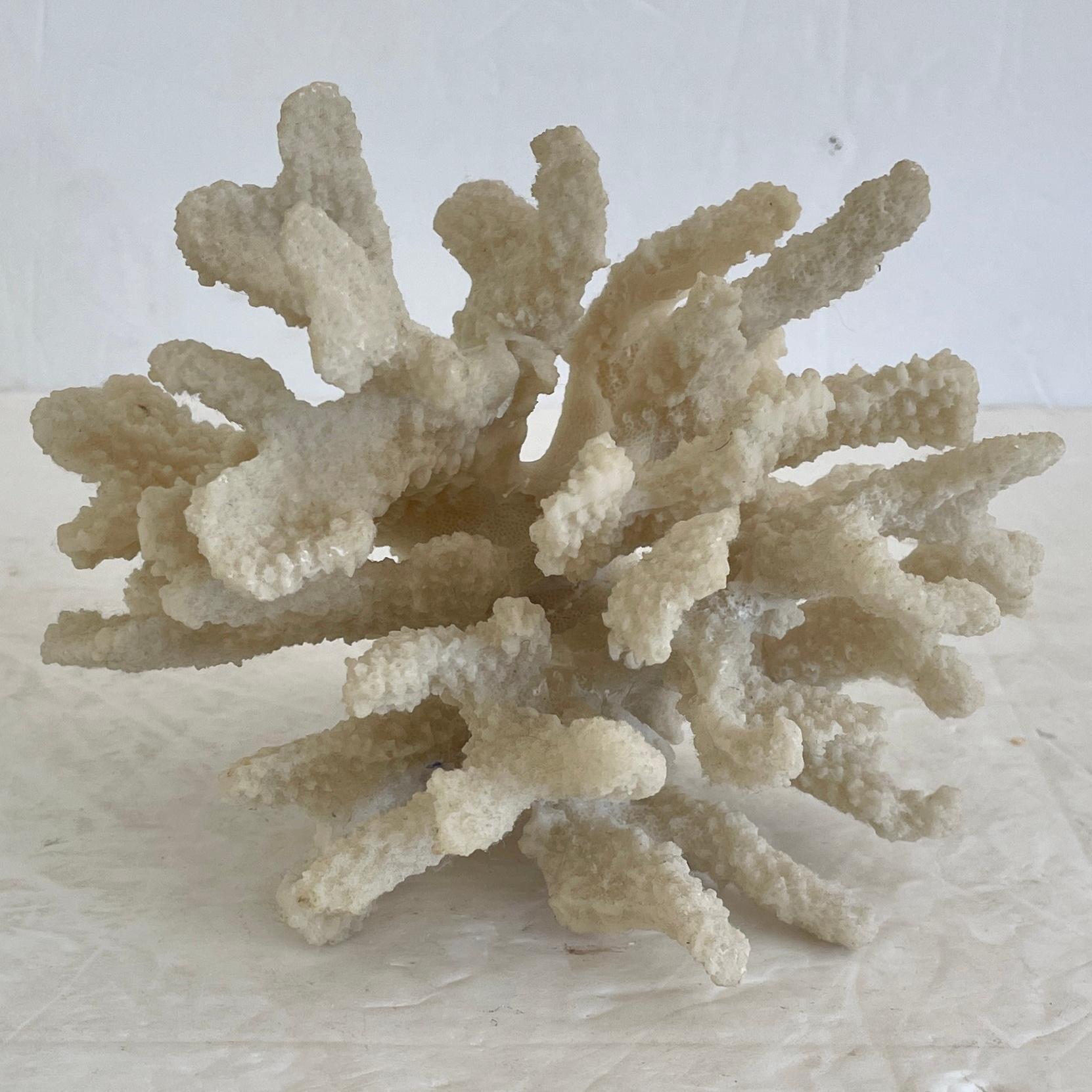 Magnifique petit arbre naturel de récif corallien pour la décoration de table. Un complément idéal pour vos intérieurs et plateaux de table d'inspiration boho chic.