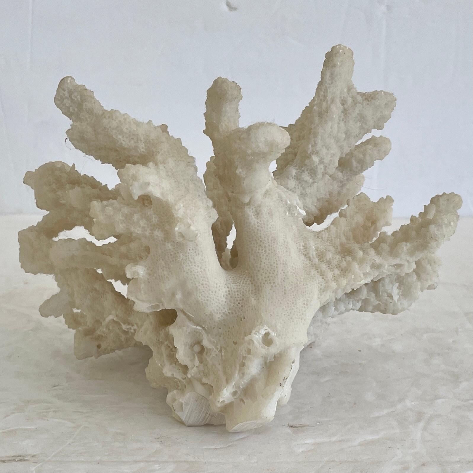 Other Natural Coral Reef Small Tree For Sale