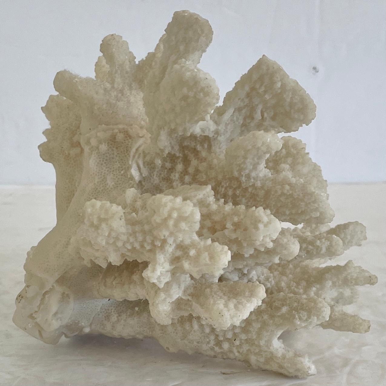 Fin du 20e siècle Petit arbre naturel de récif corallien en vente
