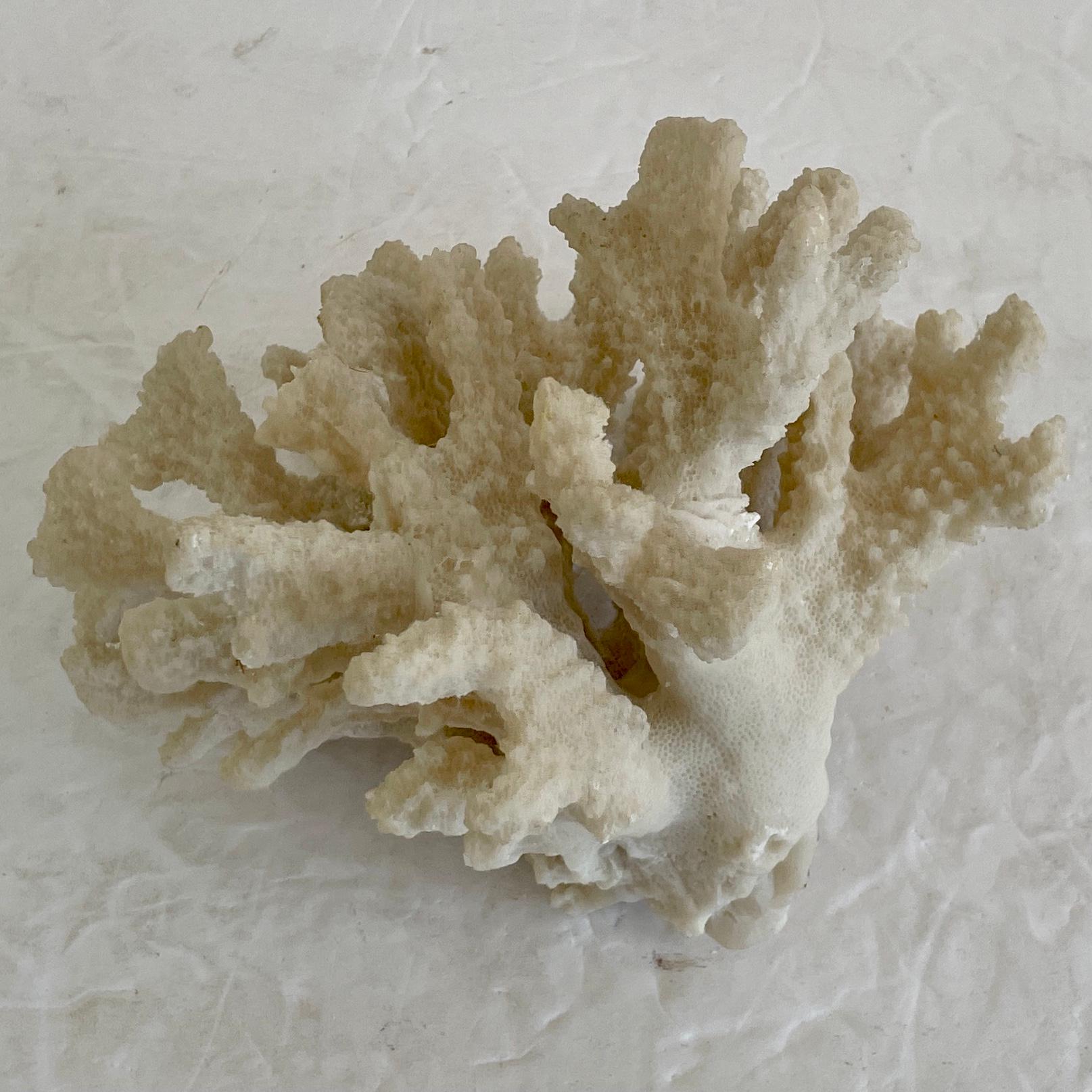 Late 20th Century Natural Coral Reef Small Tree For Sale