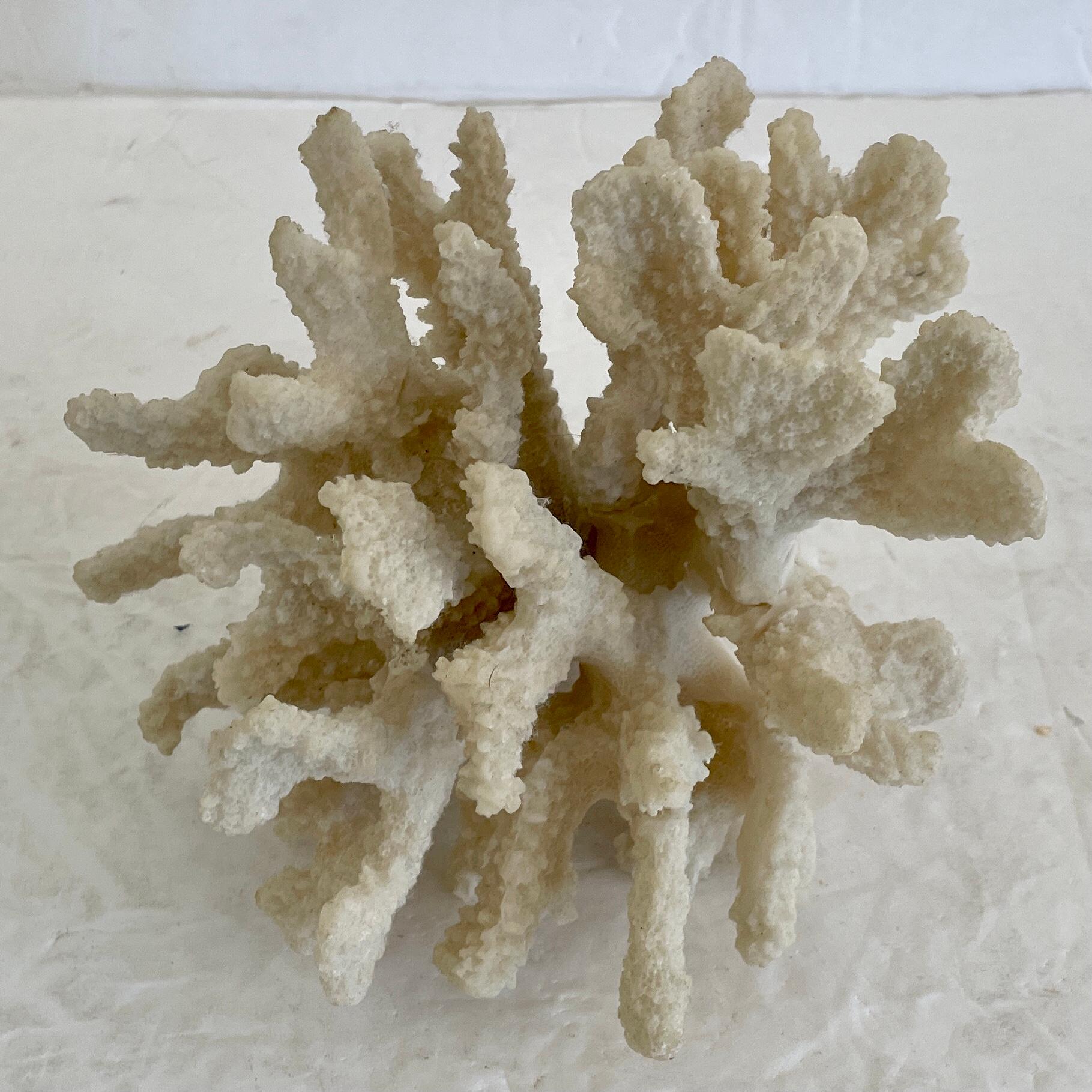 Petit arbre naturel de récif corallien en vente 2