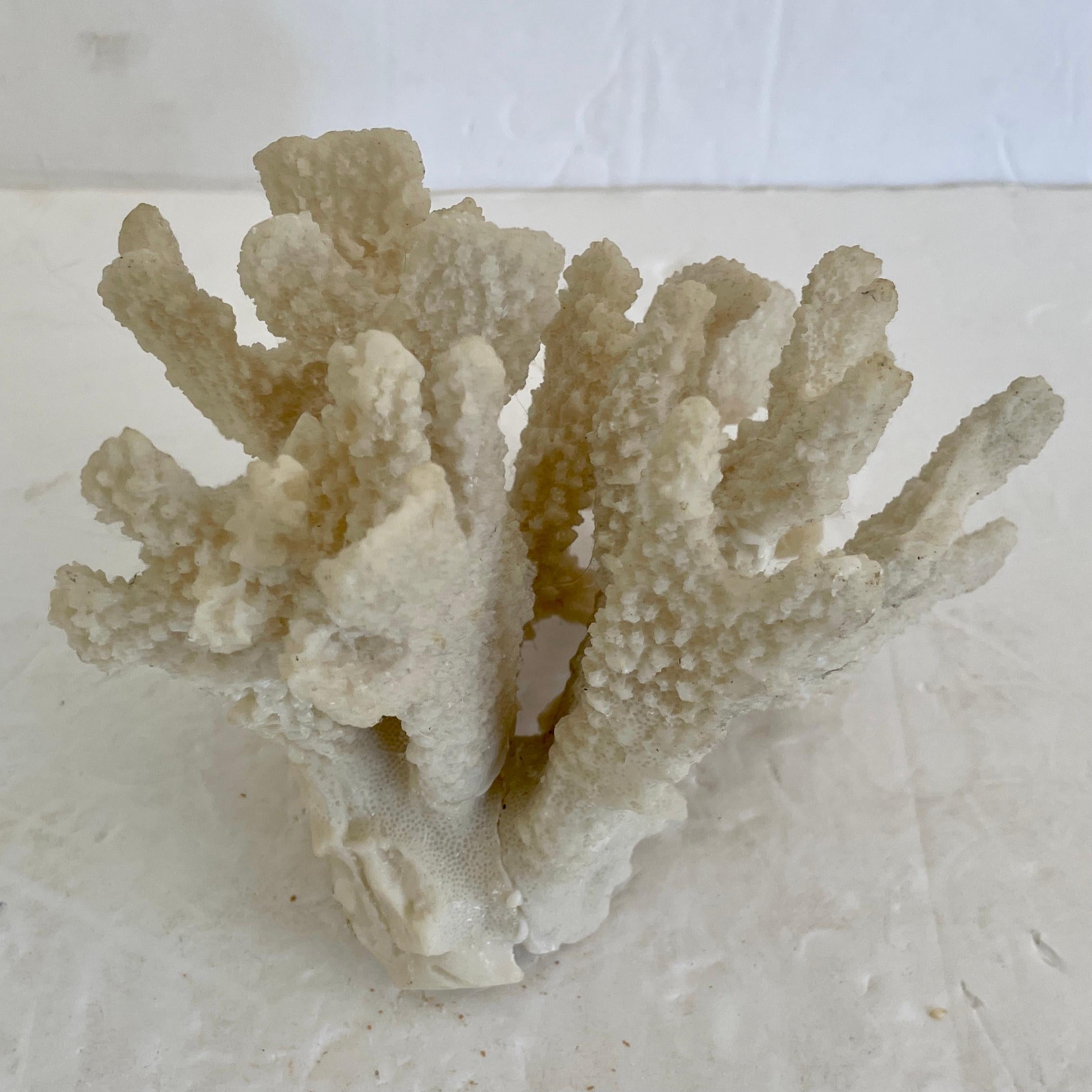 Petit arbre naturel de récif corallien en vente 3
