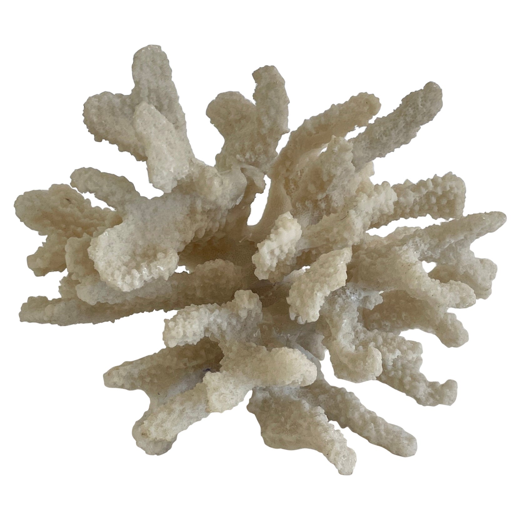 Natural Coral Reef Small Tree